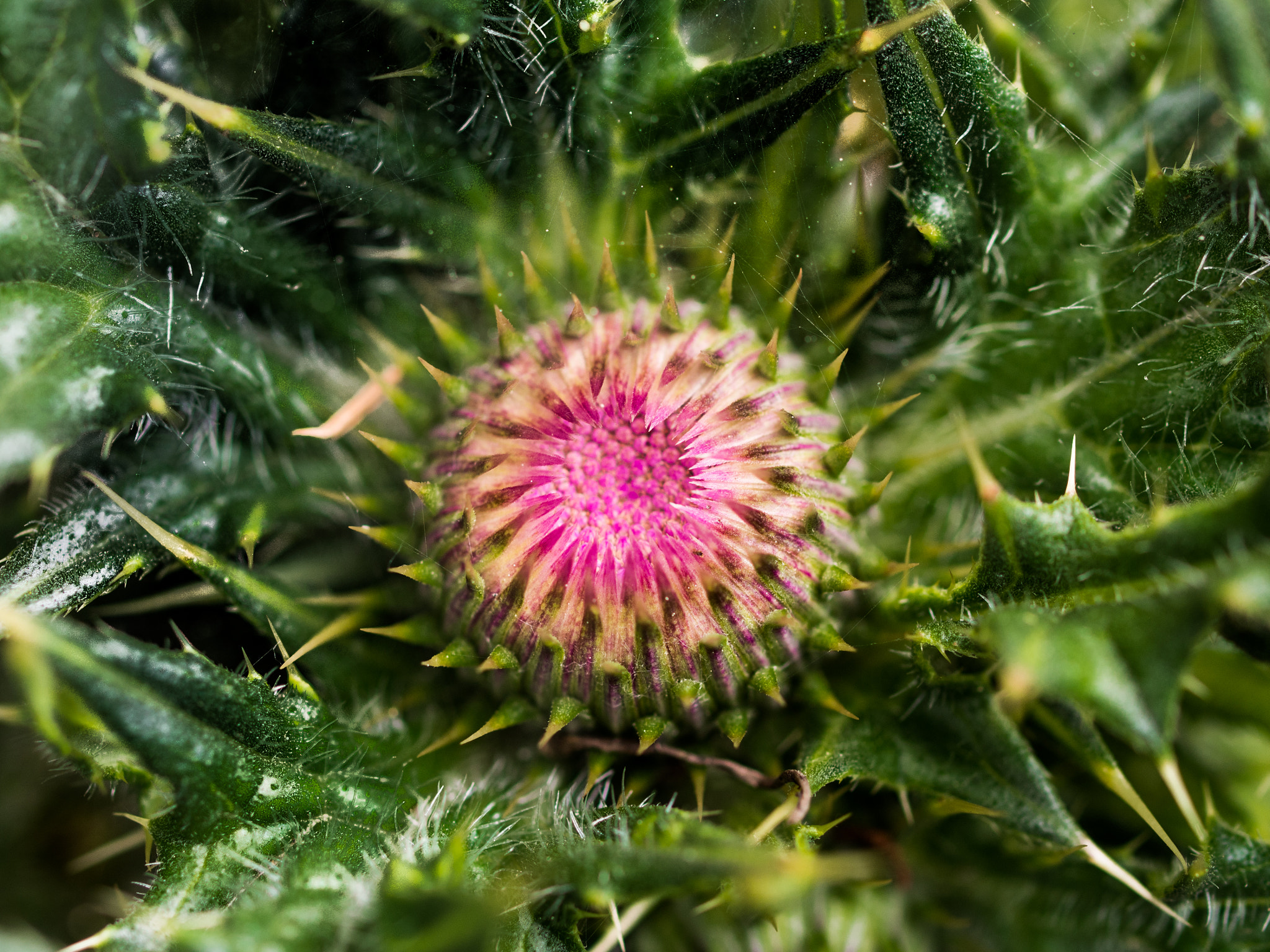 Olympus OM-D E-M5 + OLYMPUS 50mm Lens sample photo. Awesome weirdness photography