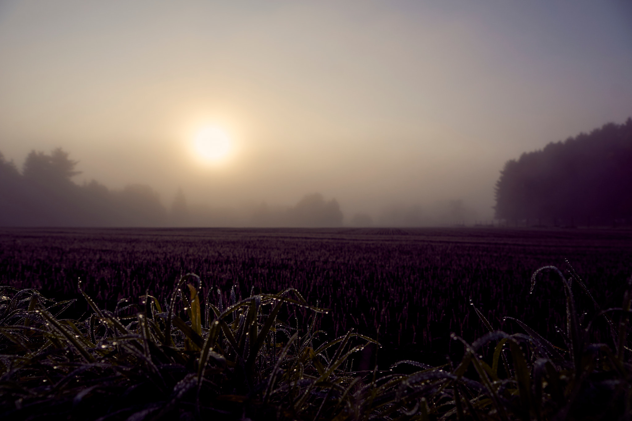 Sony ILCA-77M2 sample photo. Autumn light ii photography