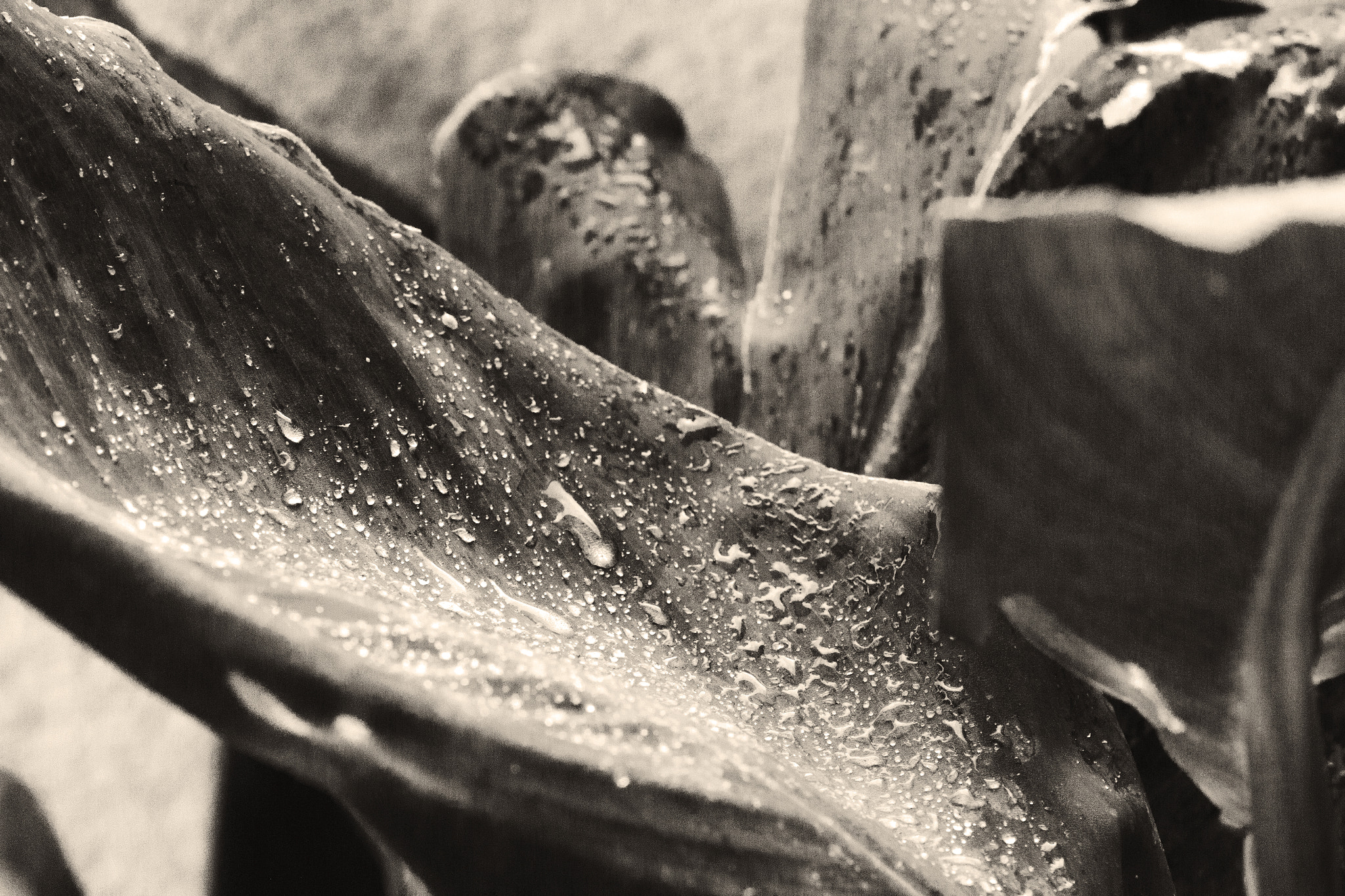 Canon EOS 650D (EOS Rebel T4i / EOS Kiss X6i) sample photo. Leaf rain bw#4 photography