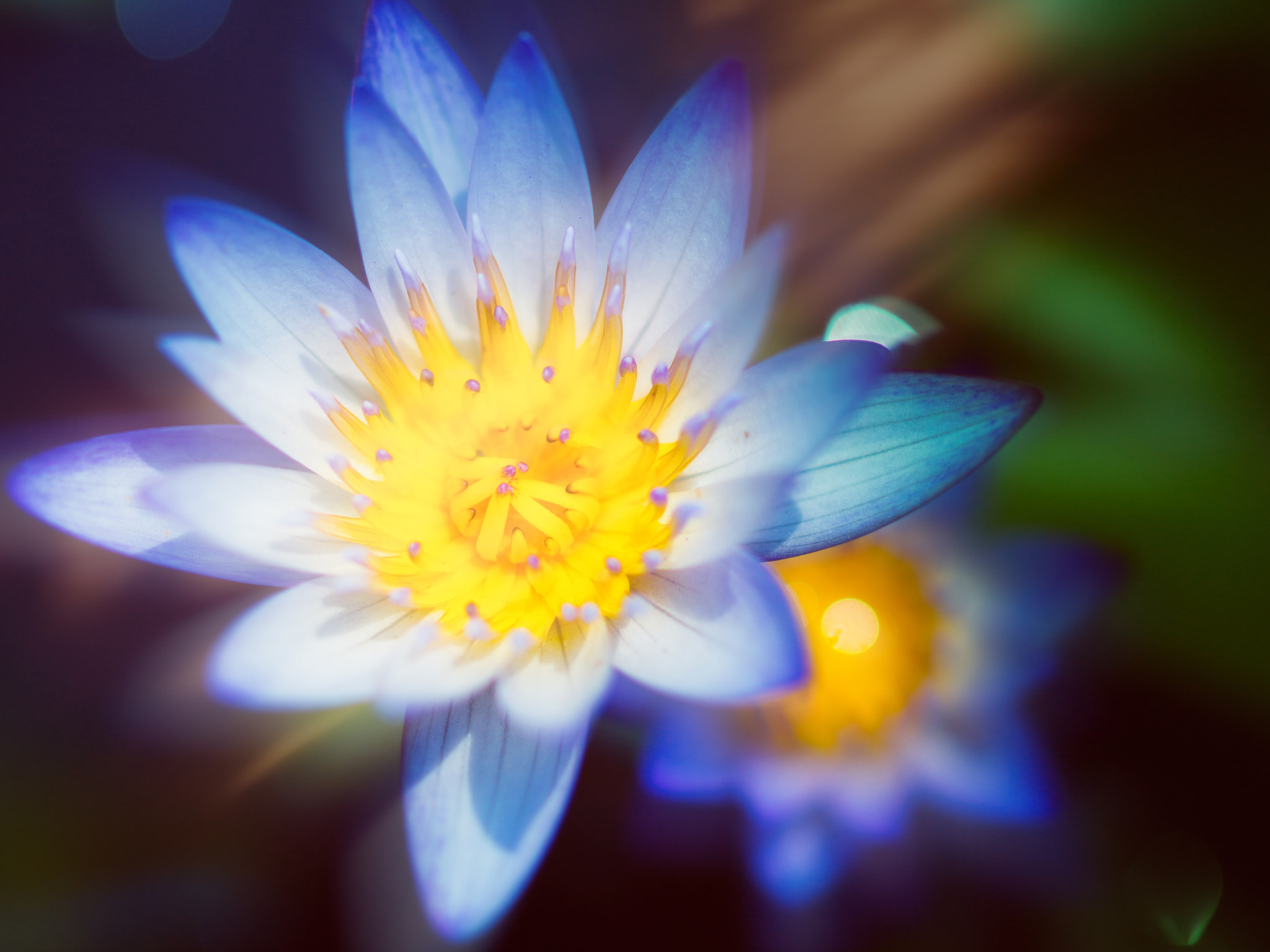 Olympus OM-D E-M5 + OLYMPUS 50mm Lens sample photo. The lotuses photography
