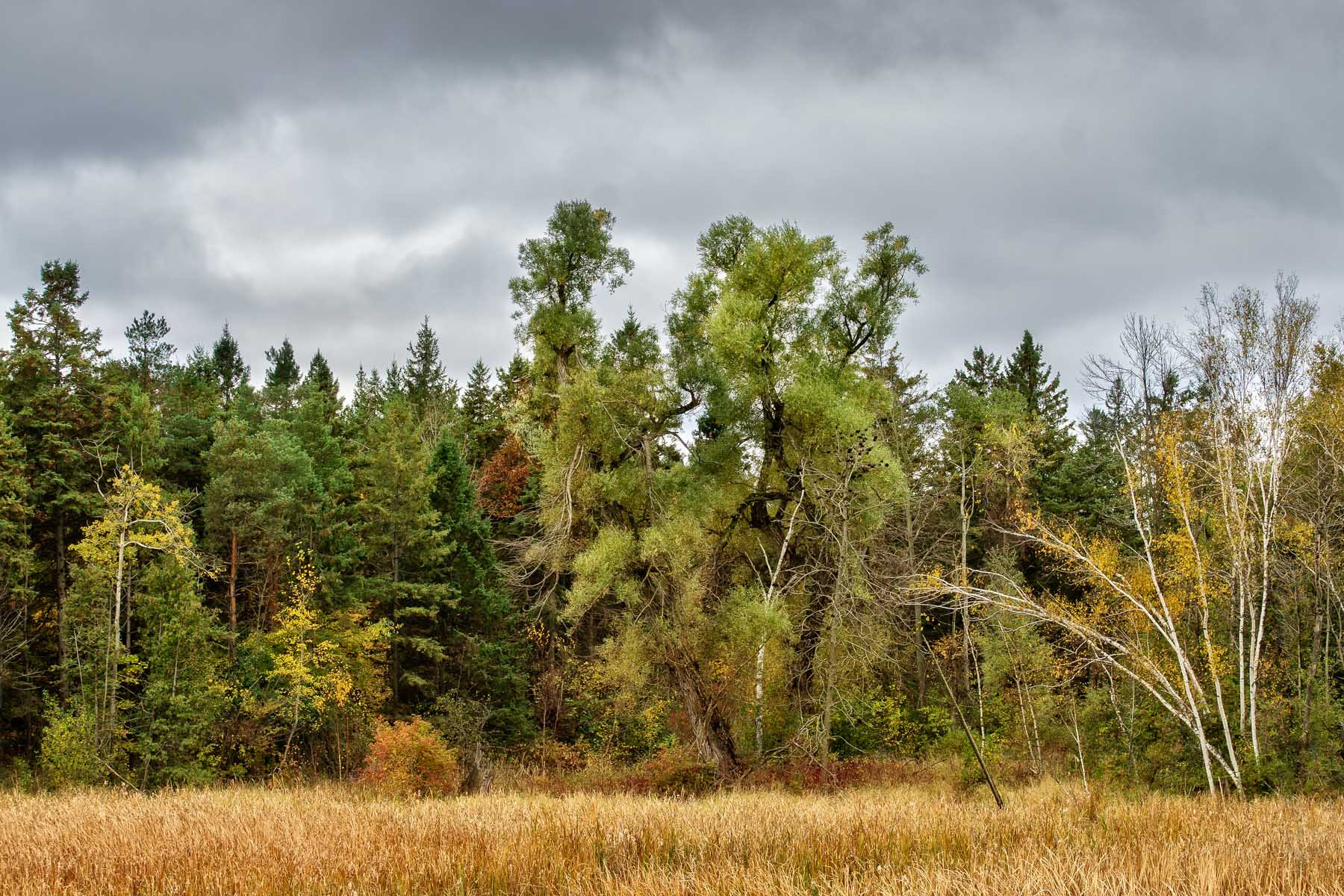 Sony Alpha DSLR-A500 sample photo. Trees at the swamp edge photography