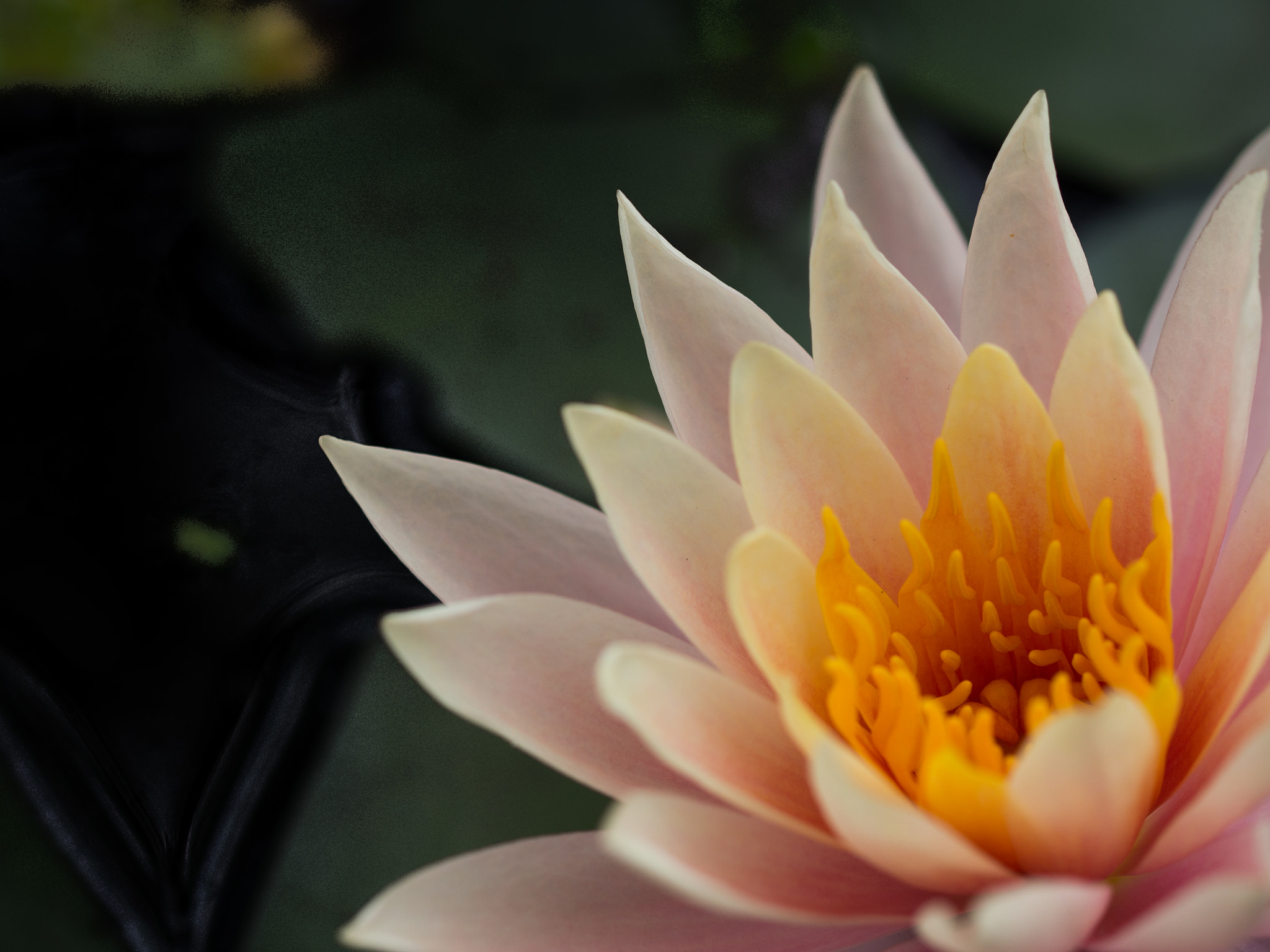 Olympus OM-D E-M5 + OLYMPUS 50mm Lens sample photo. The peaceful lotus photography