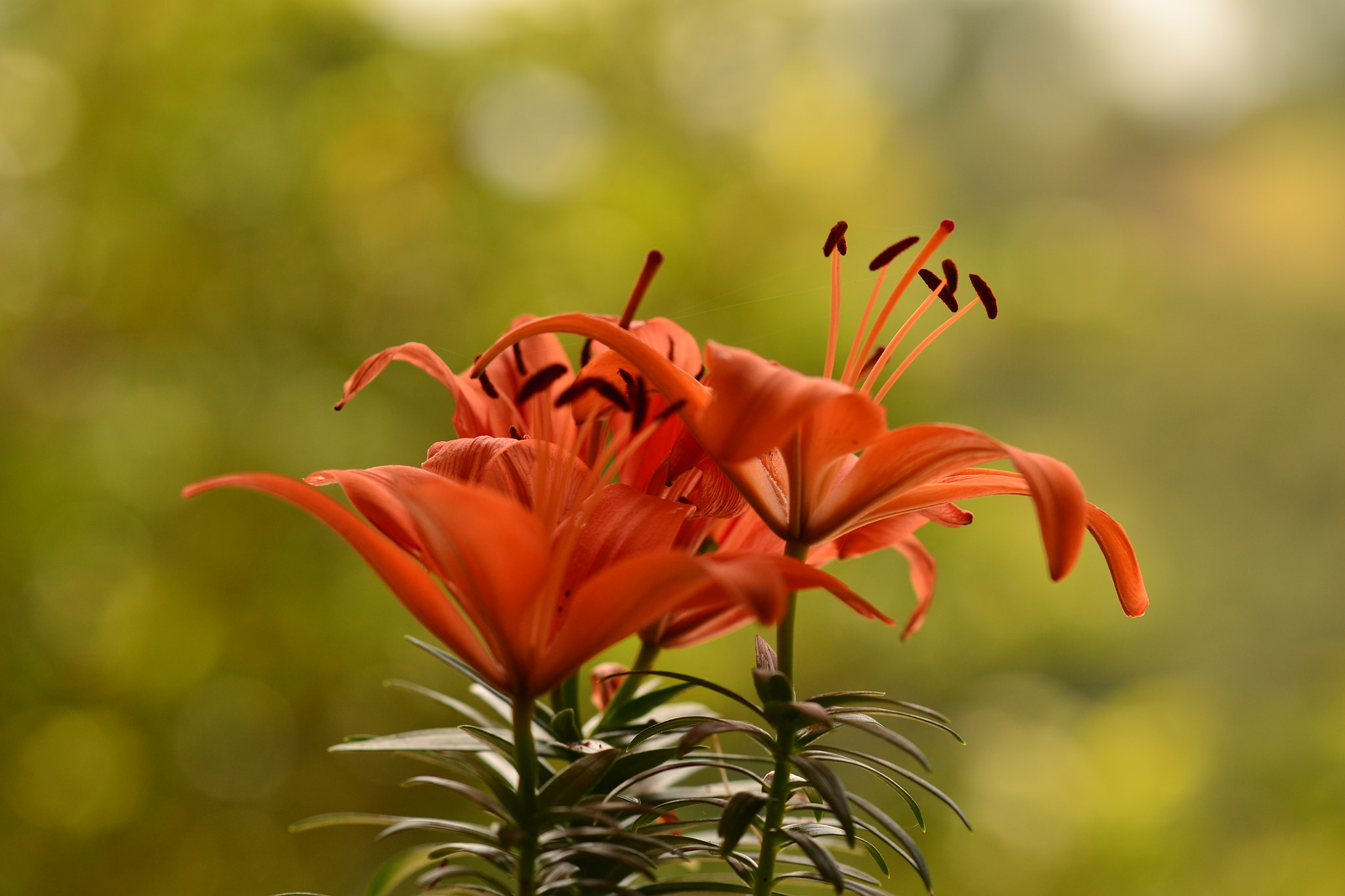 Sigma 105mm F2.8 EX DG OS HSM sample photo. Flores photography
