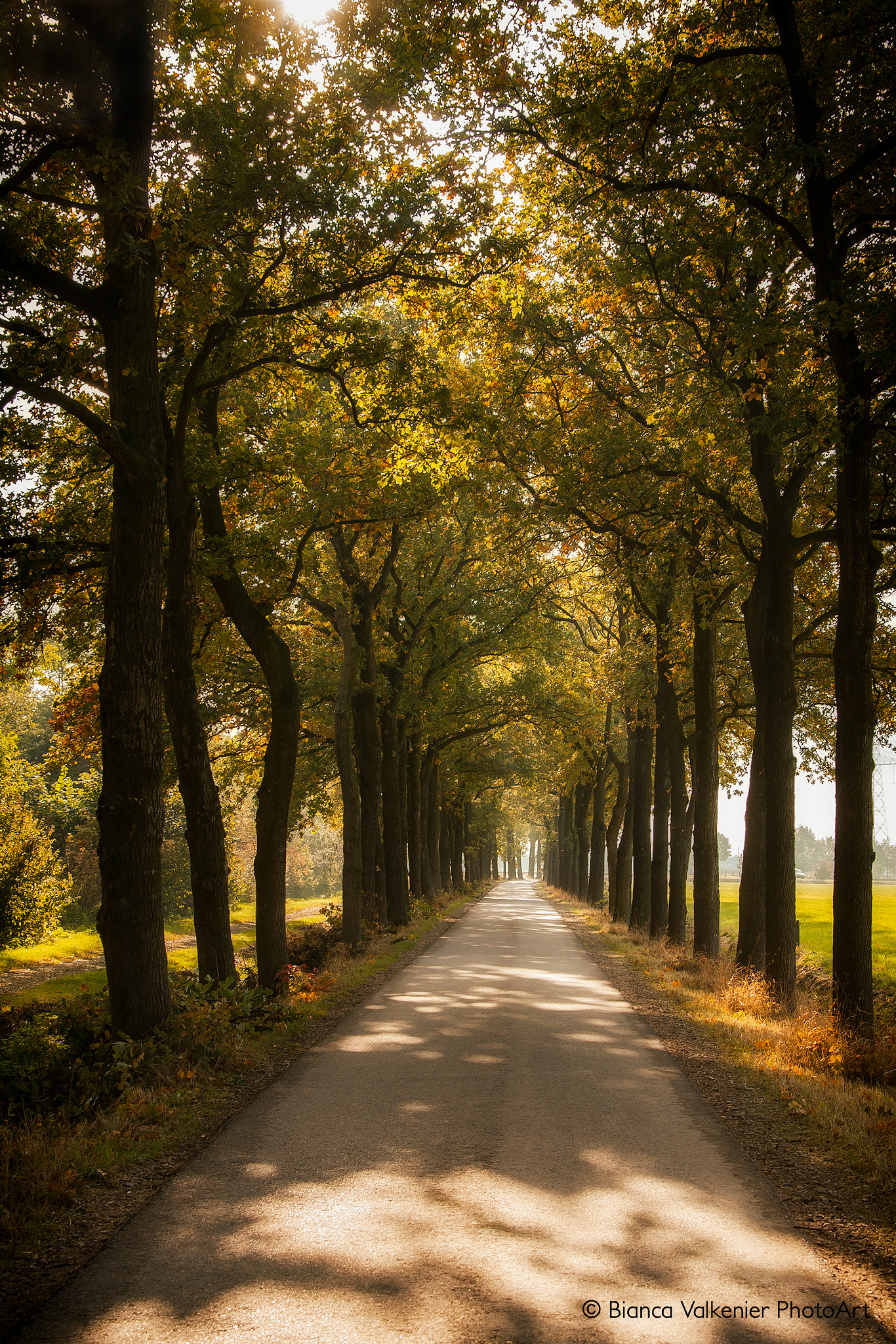 Canon EF 28-300mm F3.5-5.6L IS USM sample photo. Autumn lane photography