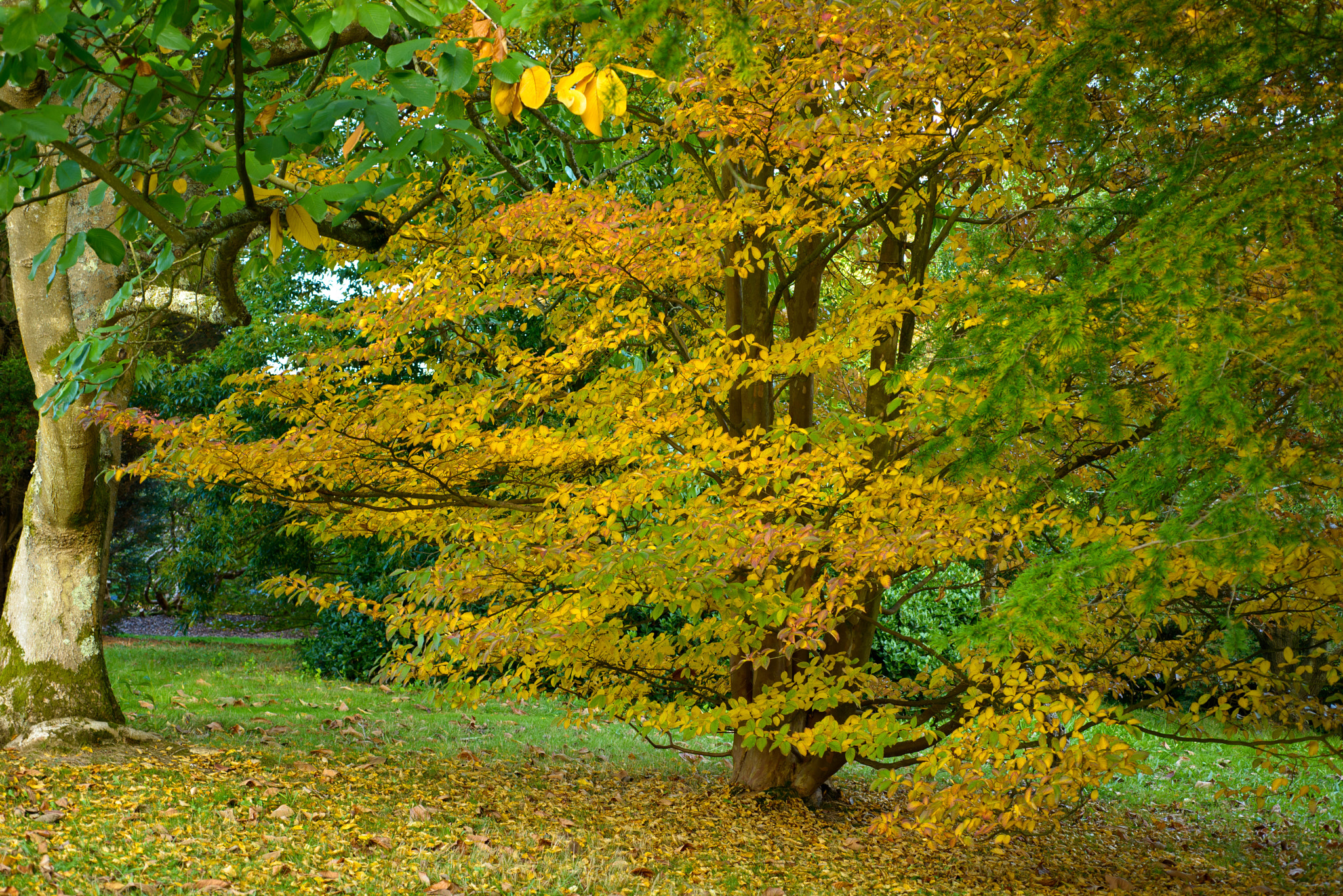 Nikon D800 + Nikon AF Micro-Nikkor 60mm F2.8D sample photo. Autums glow photography
