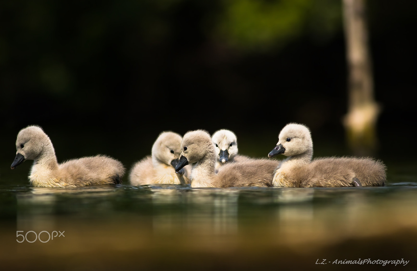 Canon EOS 760D (EOS Rebel T6s / EOS 8000D) + Canon EF 400mm F5.6L USM sample photo. Labutě photography