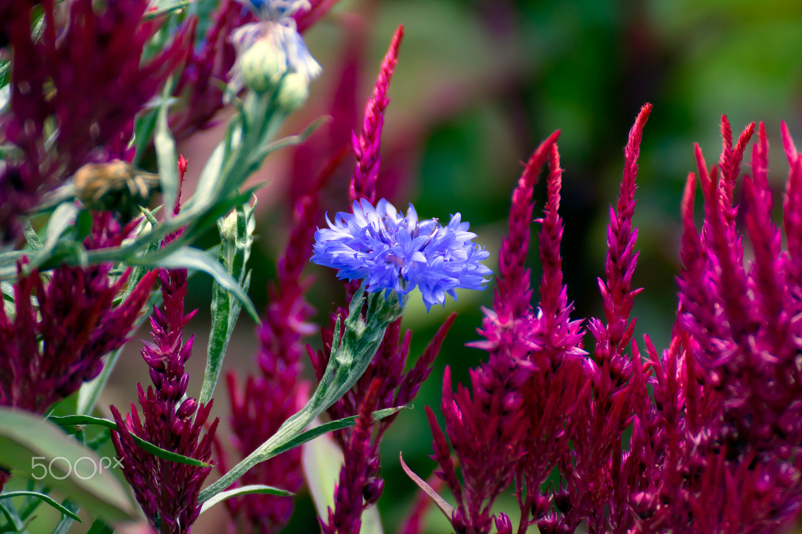 Canon EOS 100D (EOS Rebel SL1 / EOS Kiss X7) sample photo. Red&blue photography