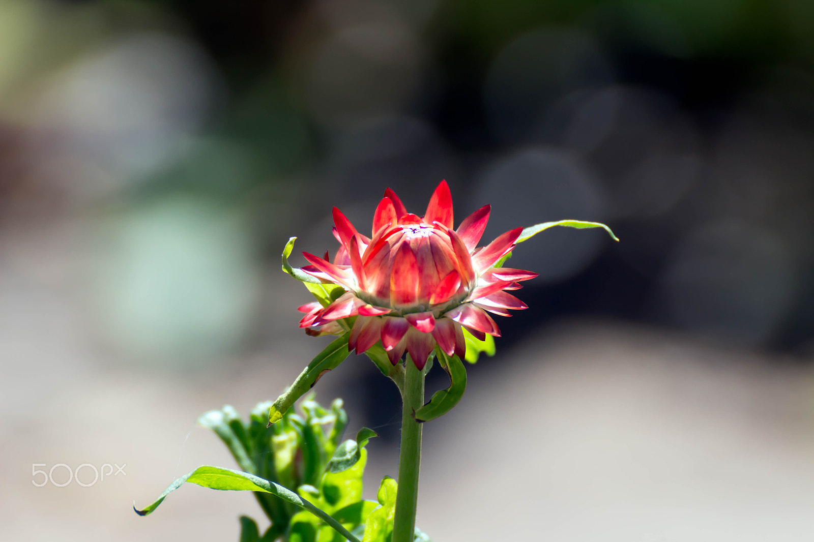 Canon EOS 100D (EOS Rebel SL1 / EOS Kiss X7) sample photo. Bursting with color photography