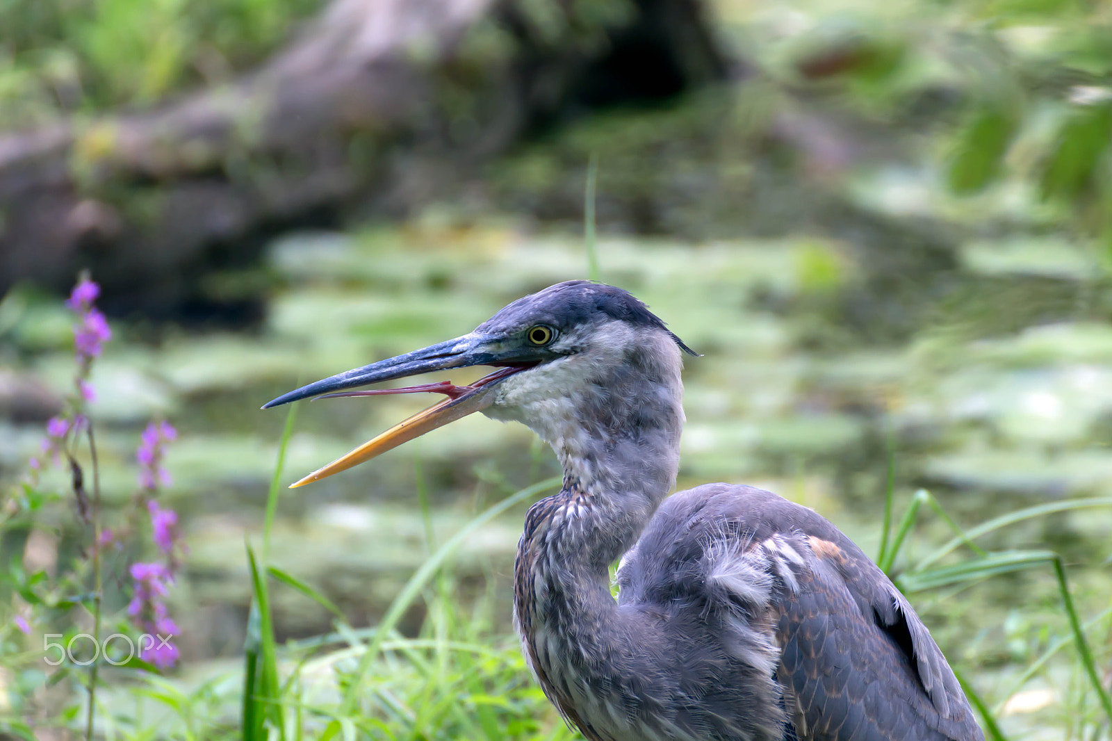 Canon EOS 100D (EOS Rebel SL1 / EOS Kiss X7) sample photo. Blue heron photography