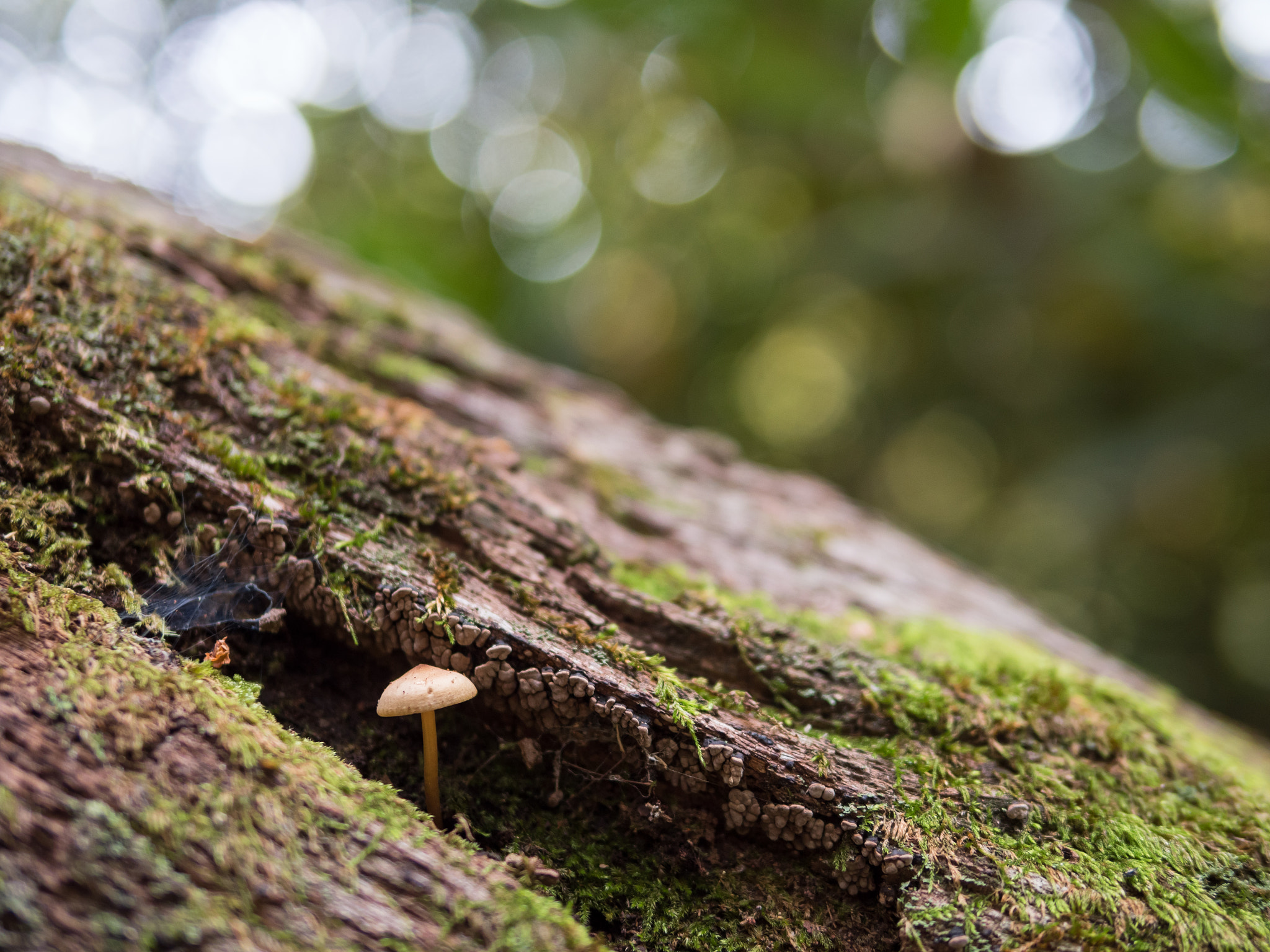Panasonic Lumix DMC-GX8 + Panasonic Leica DG Summilux 25mm F1.4 II ASPH sample photo. Mushroom kingdom 10 photography