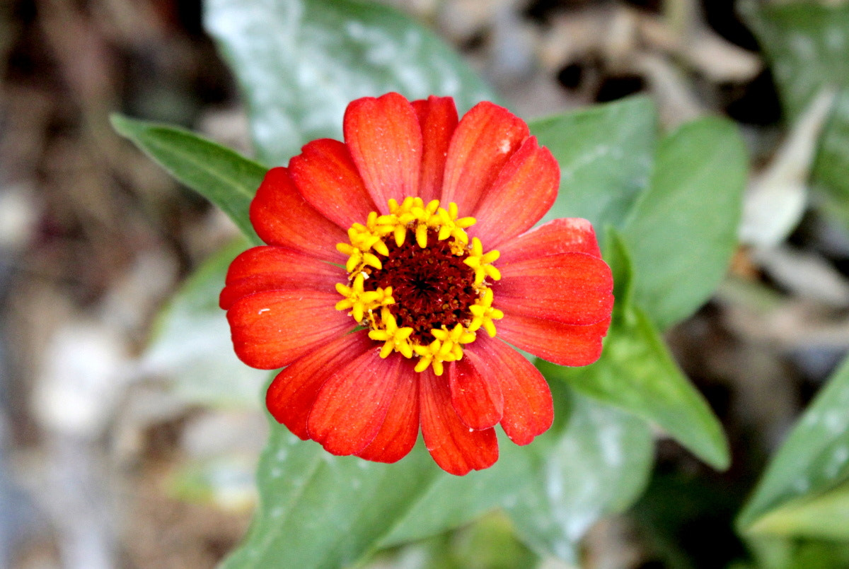 Canon EF-S 18-55mm F3.5-5.6 IS sample photo. ... photography