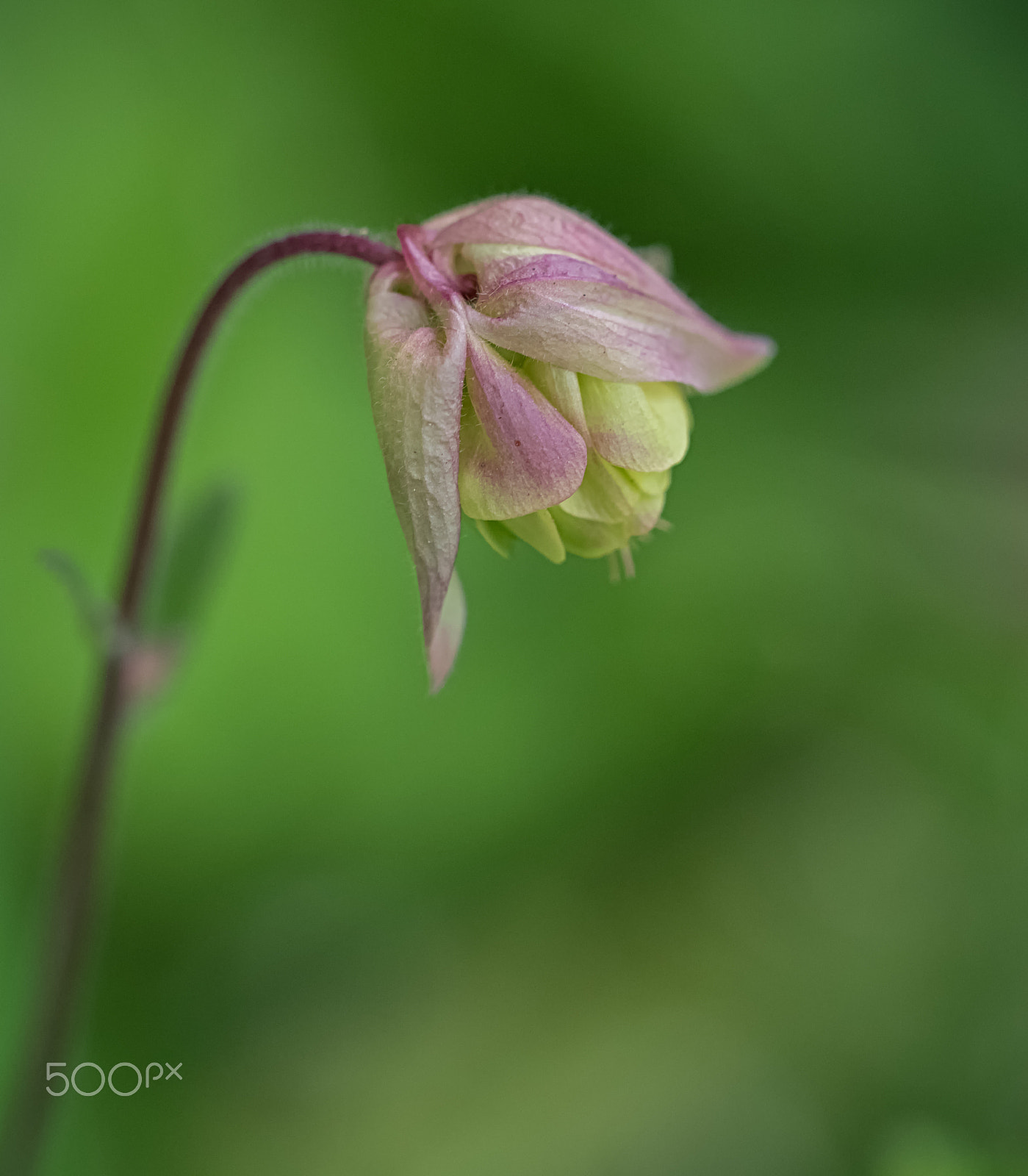 Olympus M.Zuiko Digital ED 60mm F2.8 Macro sample photo. Aquilegia photography