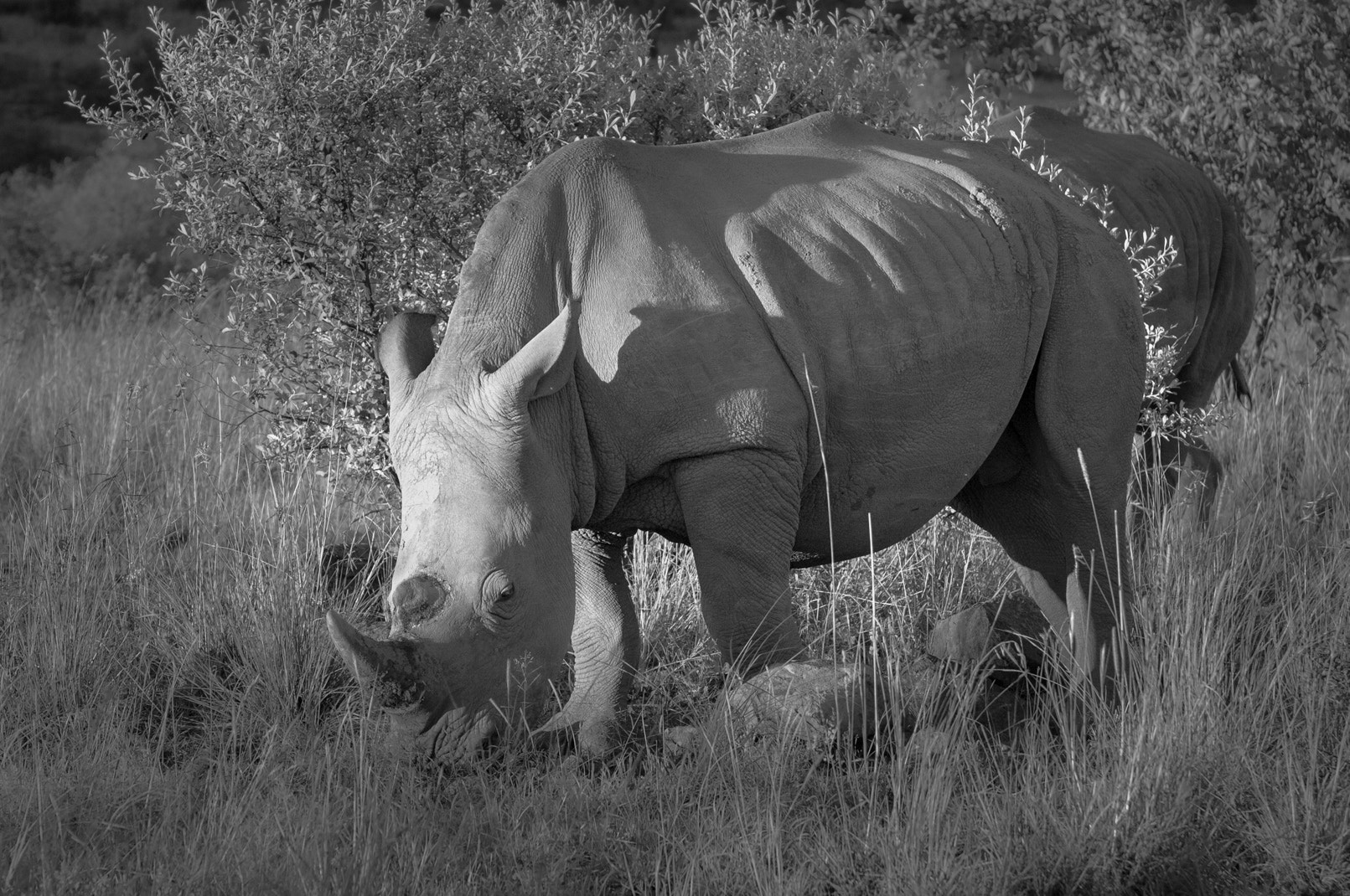 Nikon D300S + Nikon AF-S Nikkor 70-300mm F4.5-5.6G VR sample photo. Spirit of africa photography