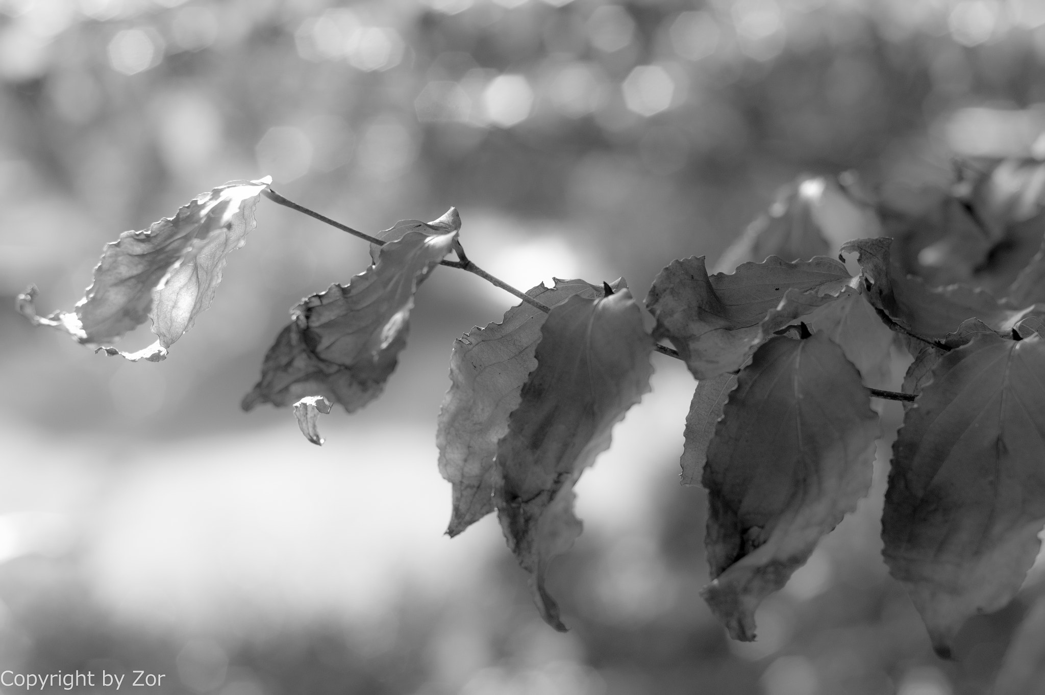 Sony SLT-A58 + Minolta AF 50mm F1.7 sample photo. Blätter im herbst photography