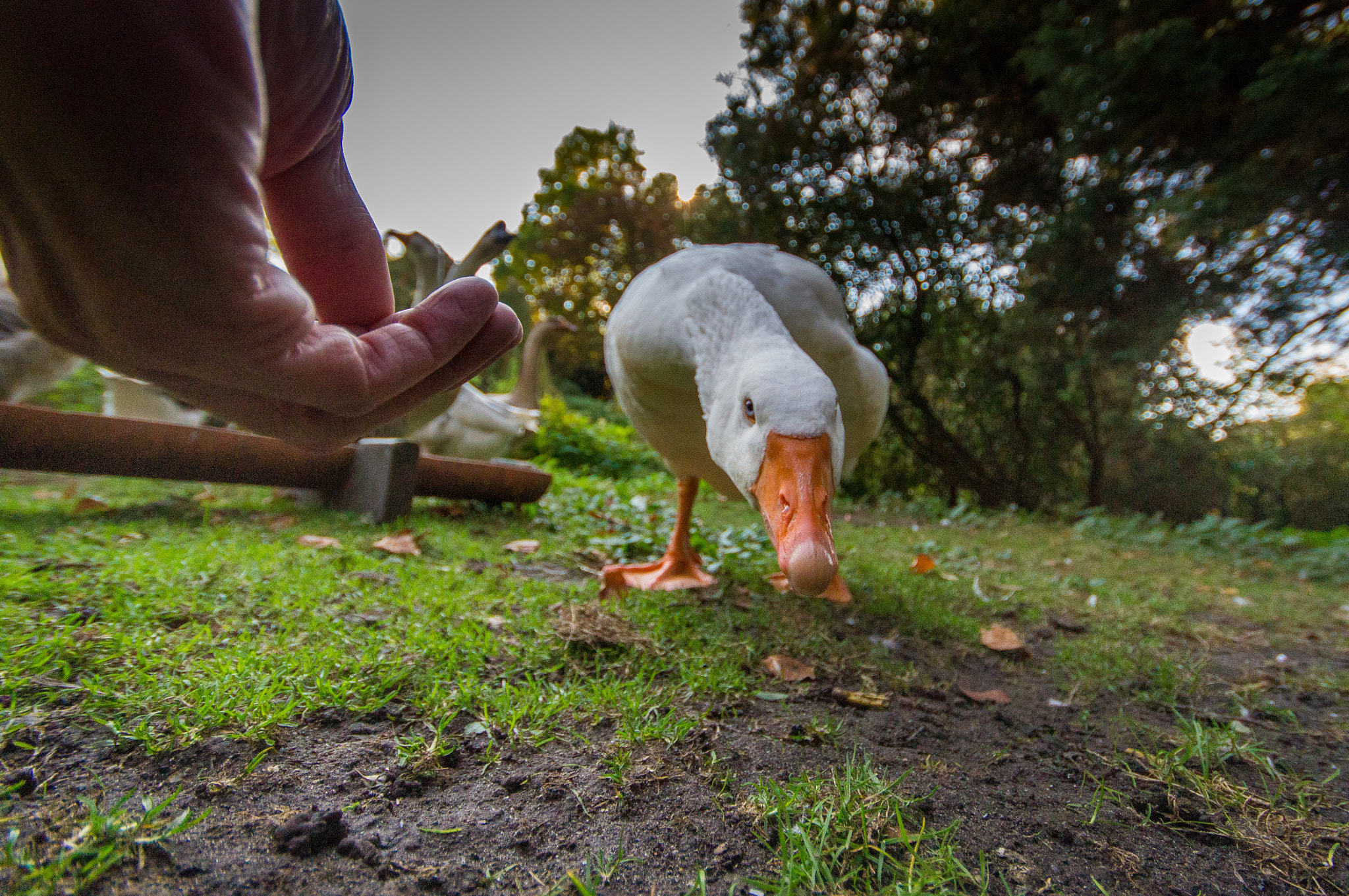 Sony SLT-A37 + Sigma AF 10-20mm F4-5.6 EX DC sample photo. Goose photography