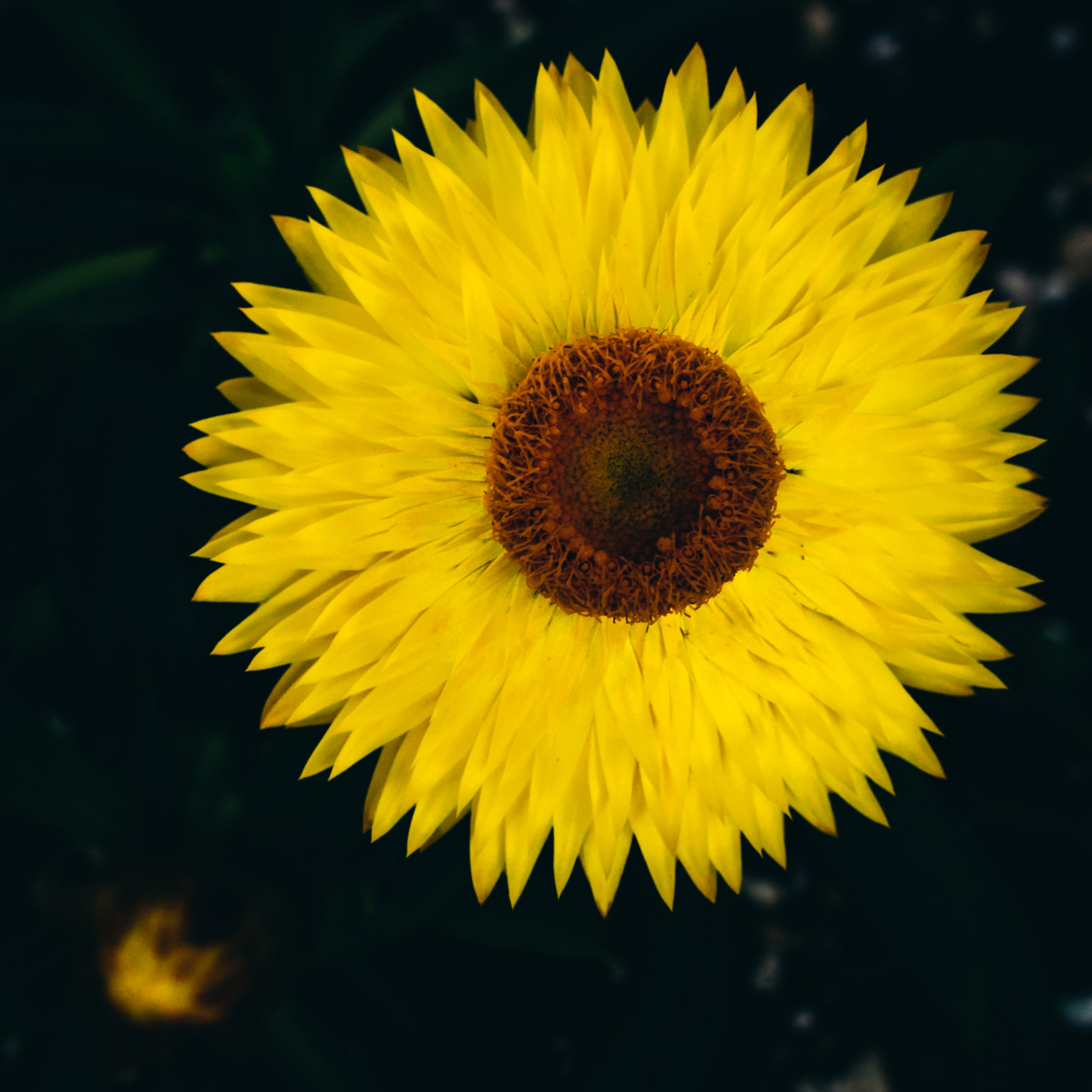 Olympus OM-D E-M5 + OLYMPUS 50mm Lens sample photo. Yellow galaxy photography