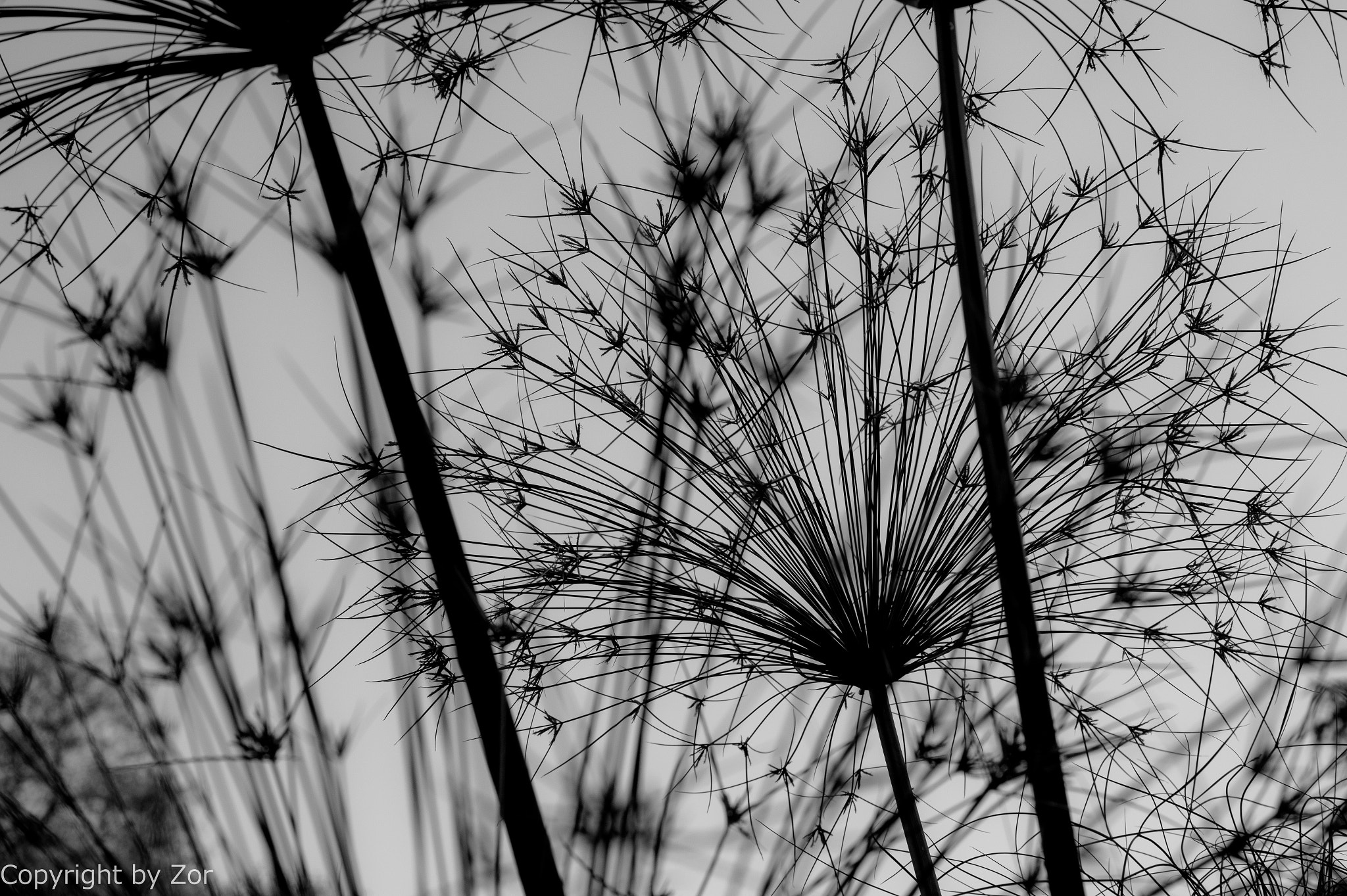 Sony SLT-A58 + Minolta AF 50mm F1.7 sample photo. Needles photography