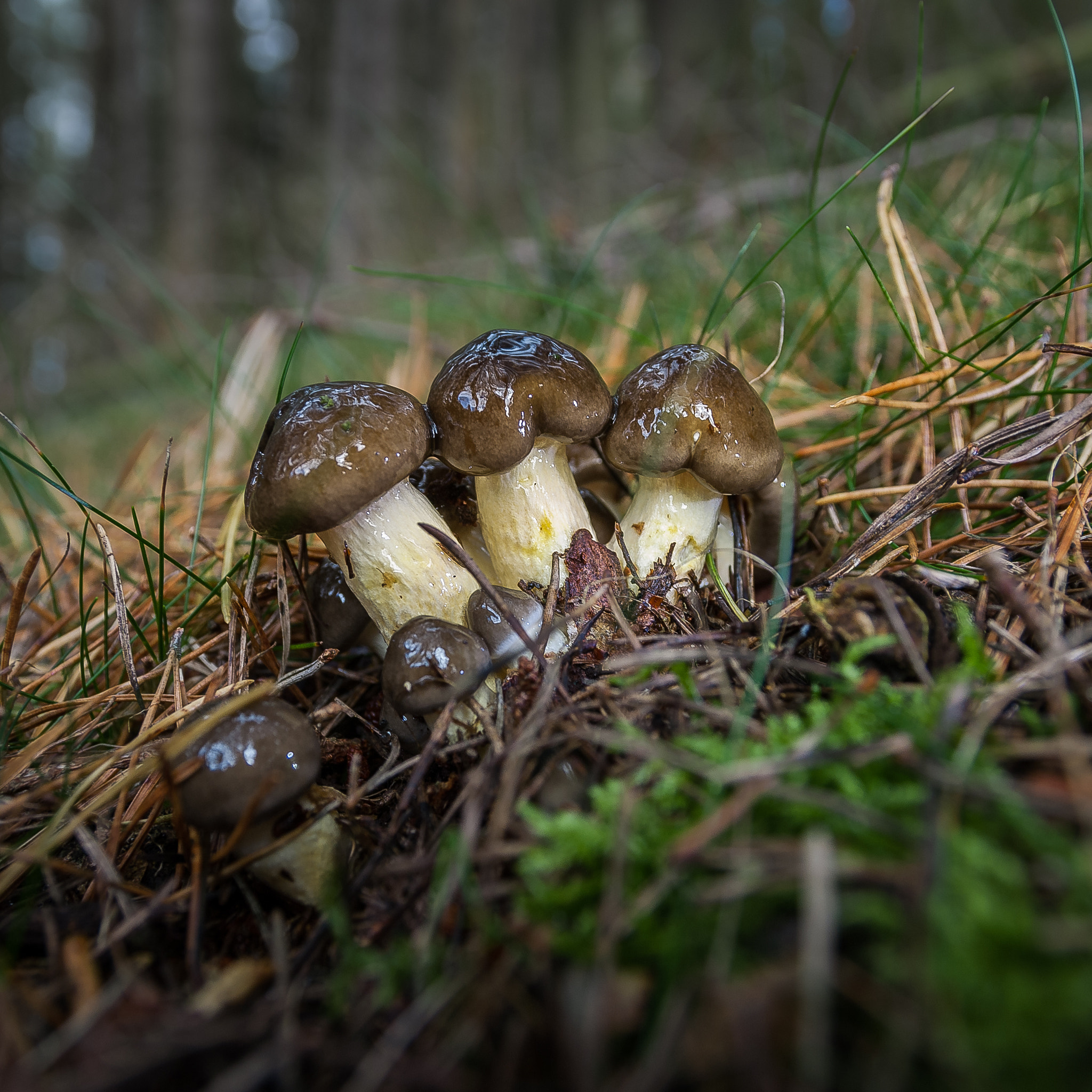 Sigma 17-70mm F2.8-4 DC Macro OS HSM | C sample photo. Outthere photography