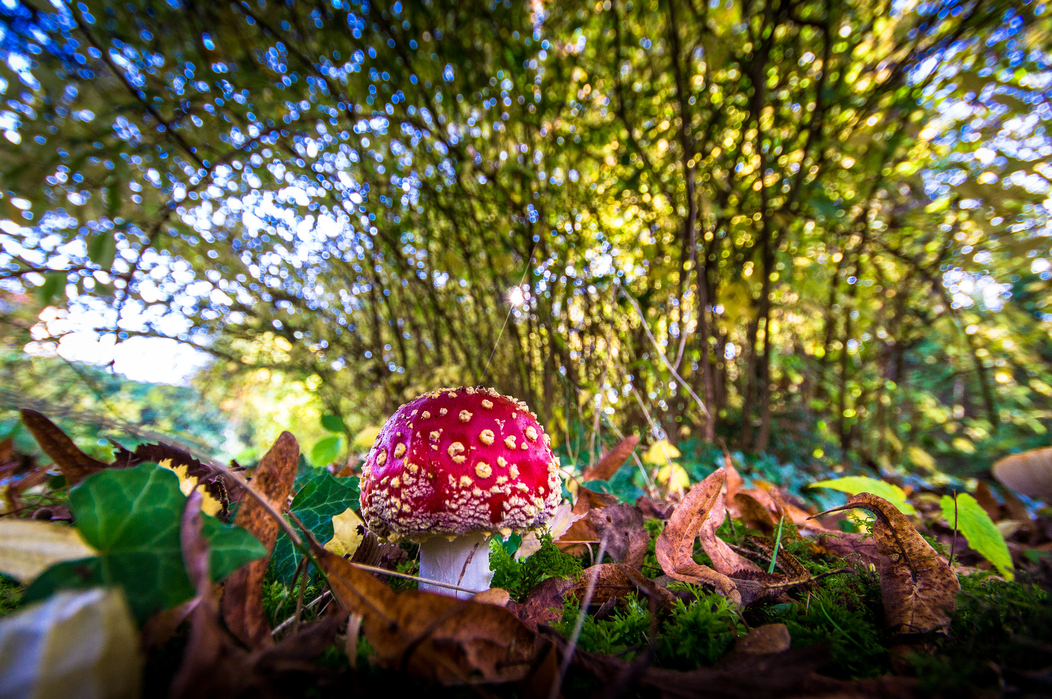 Sigma AF 10-20mm F4-5.6 EX DC sample photo. Mushroom photography