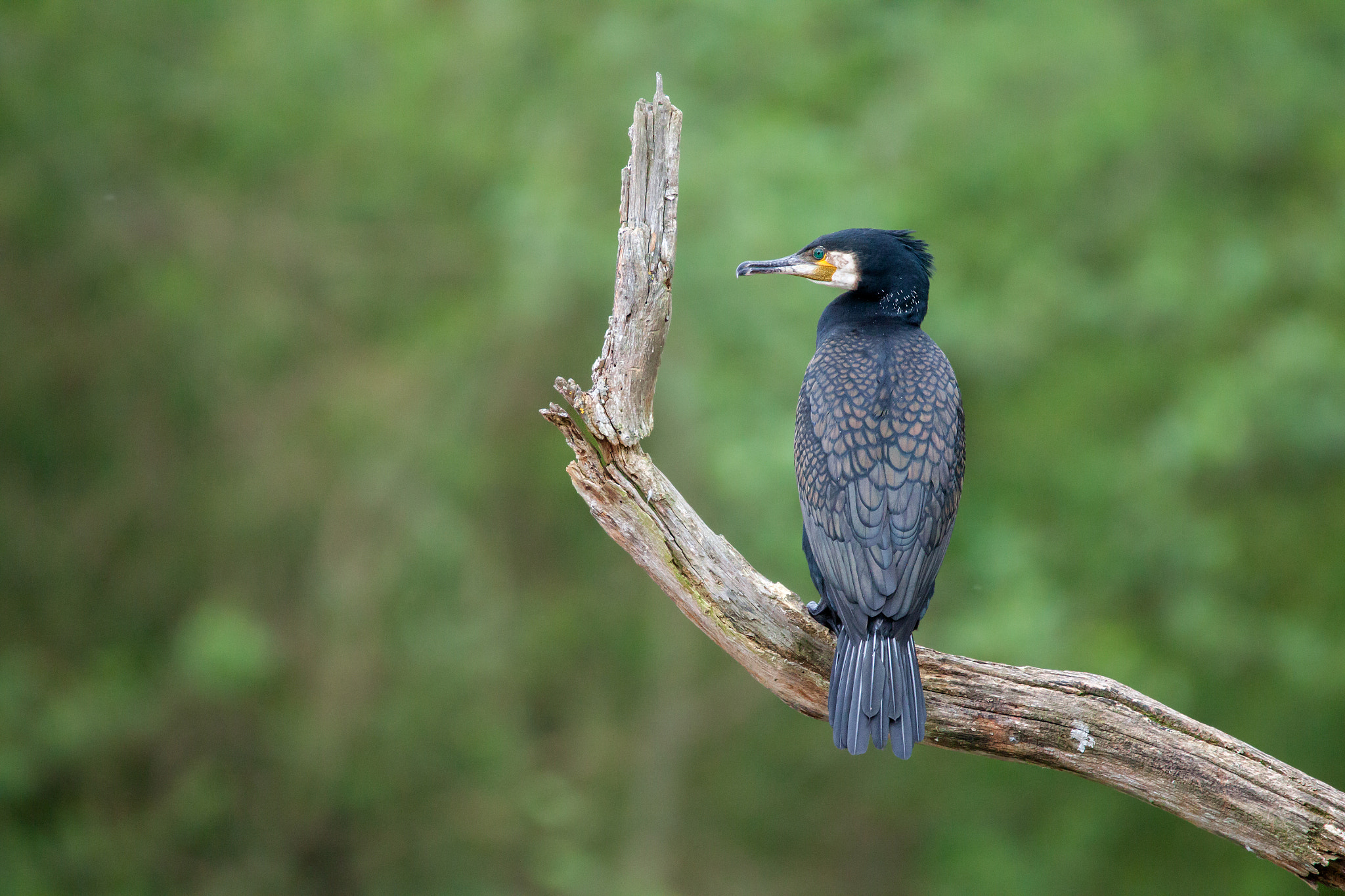 Sigma 150-600mm F5-6.3 DG OS HSM | C sample photo