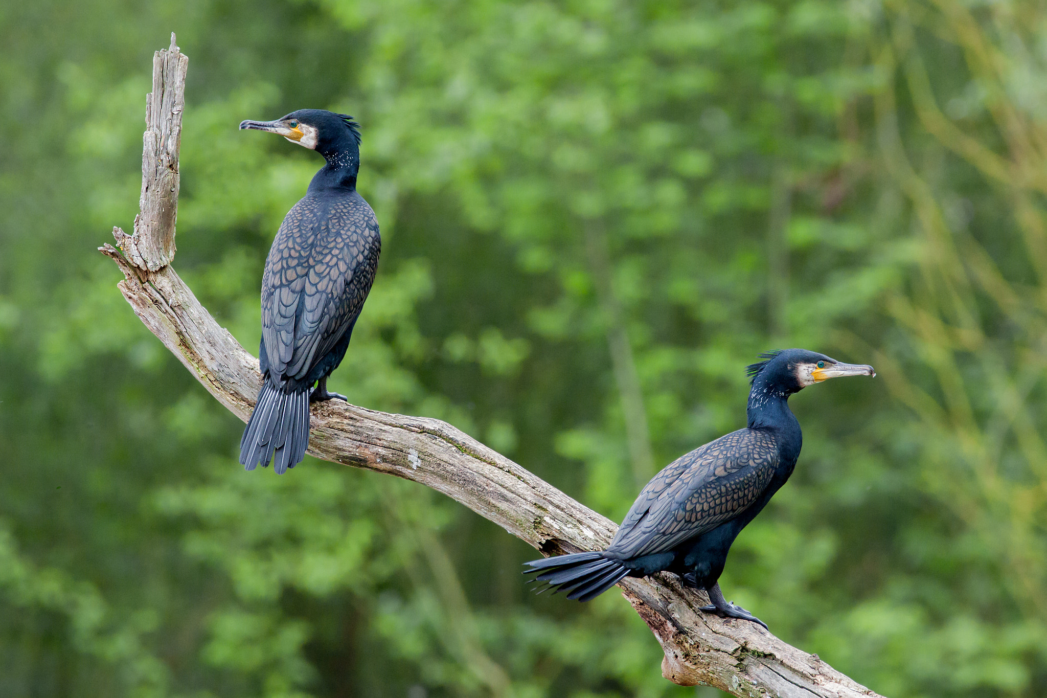 Sigma 150-600mm F5-6.3 DG OS HSM | C sample photo