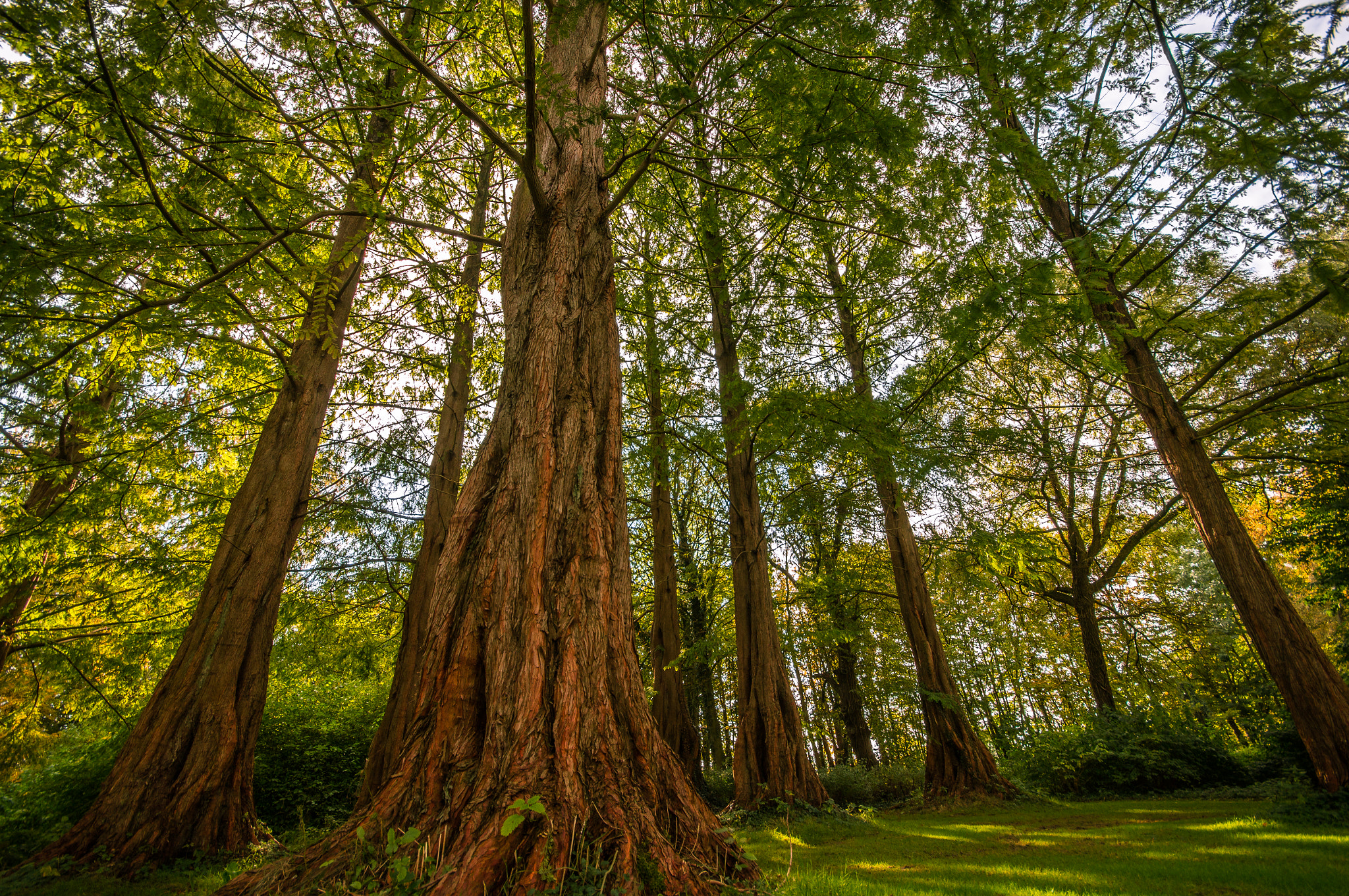 Sigma AF 10-20mm F4-5.6 EX DC sample photo. Milan photography