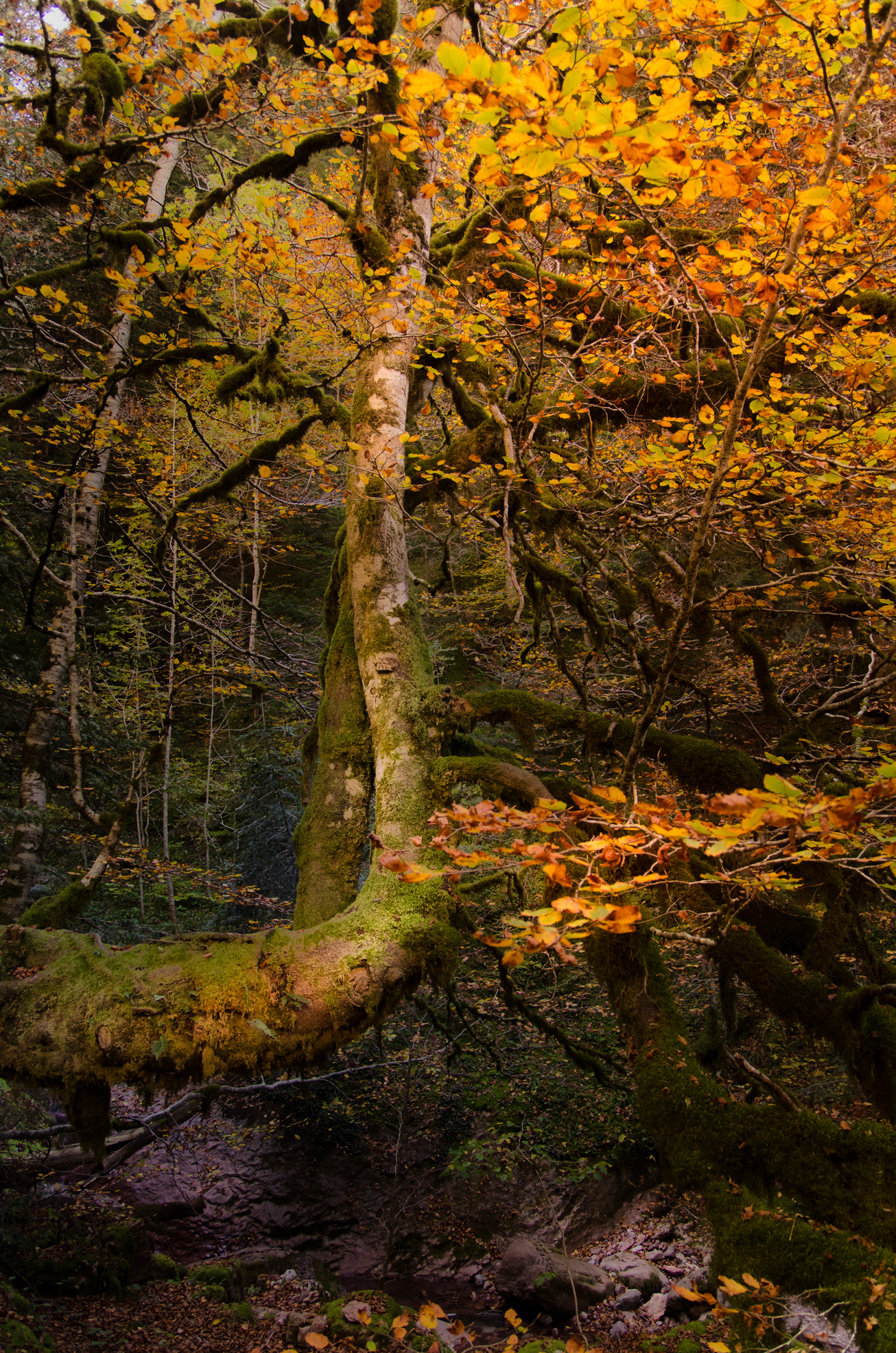 Nikon D7000 + Sigma 18-50mm F2.8 EX DC sample photo. El árbol photography