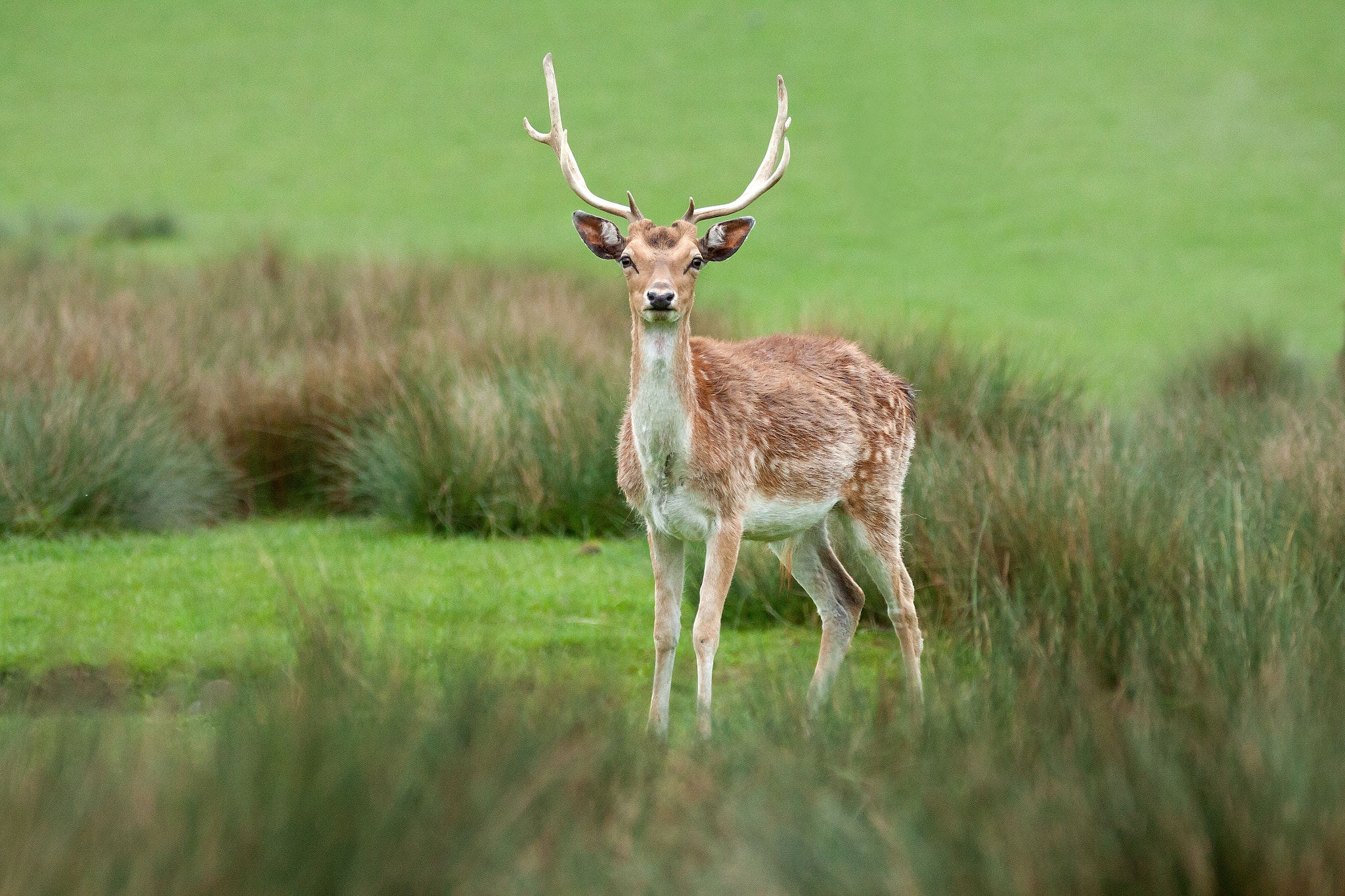 Sigma 150-600mm F5-6.3 DG OS HSM | C sample photo