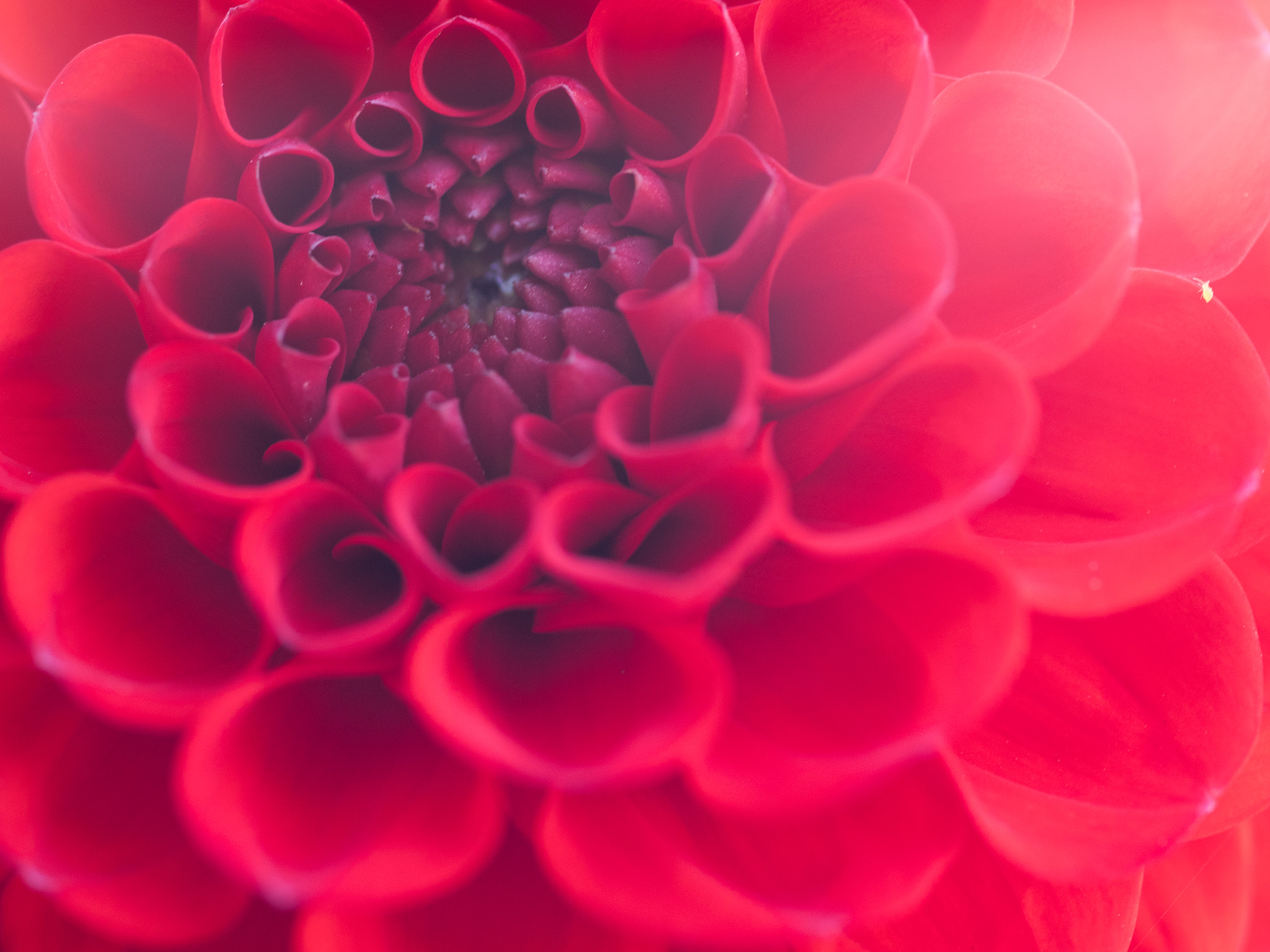 Olympus OM-D E-M1 + OLYMPUS 50mm Lens sample photo. Eye of flower photography