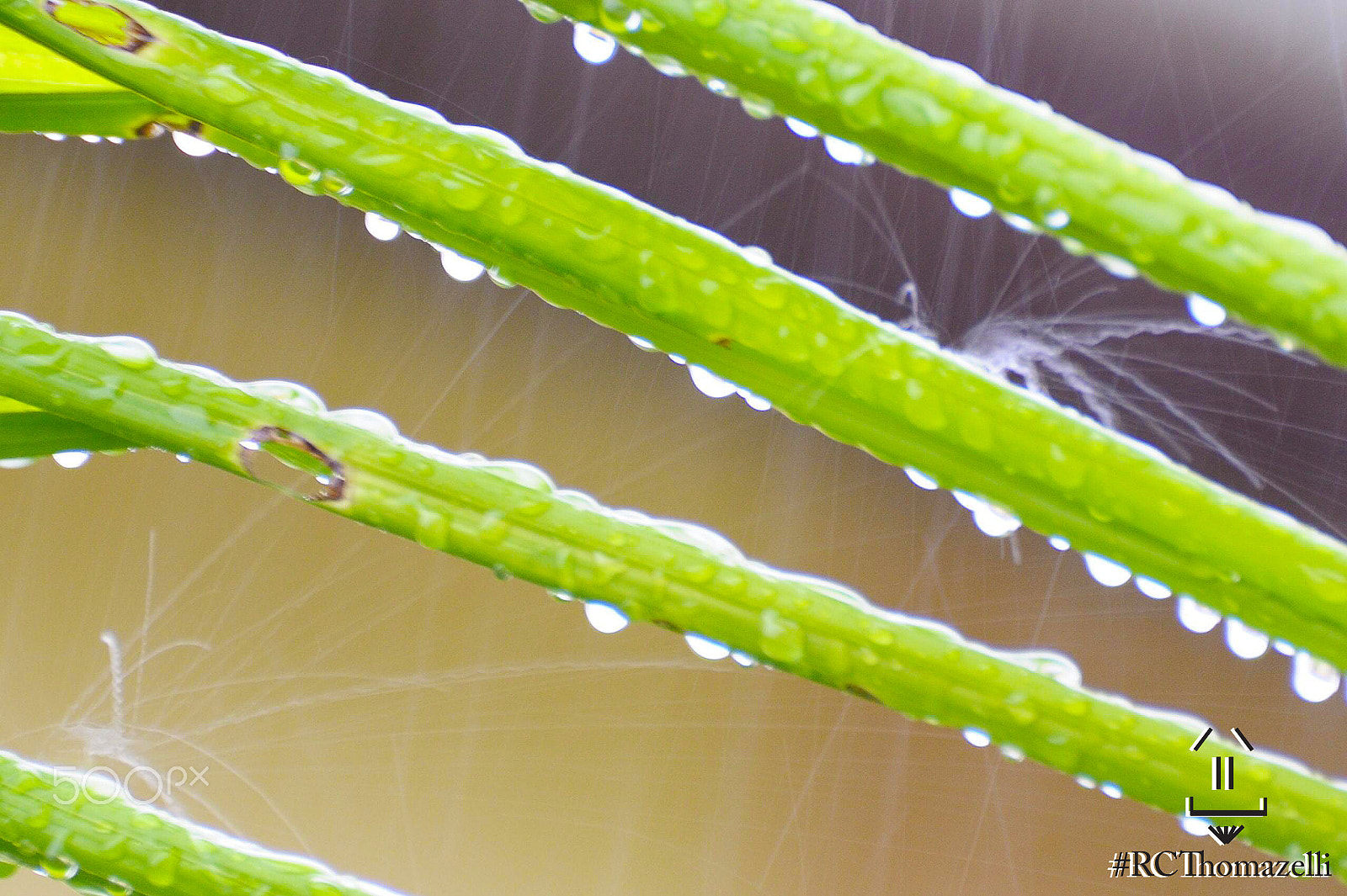 Nikon D5000 sample photo. Photo by rcthomazelli photography