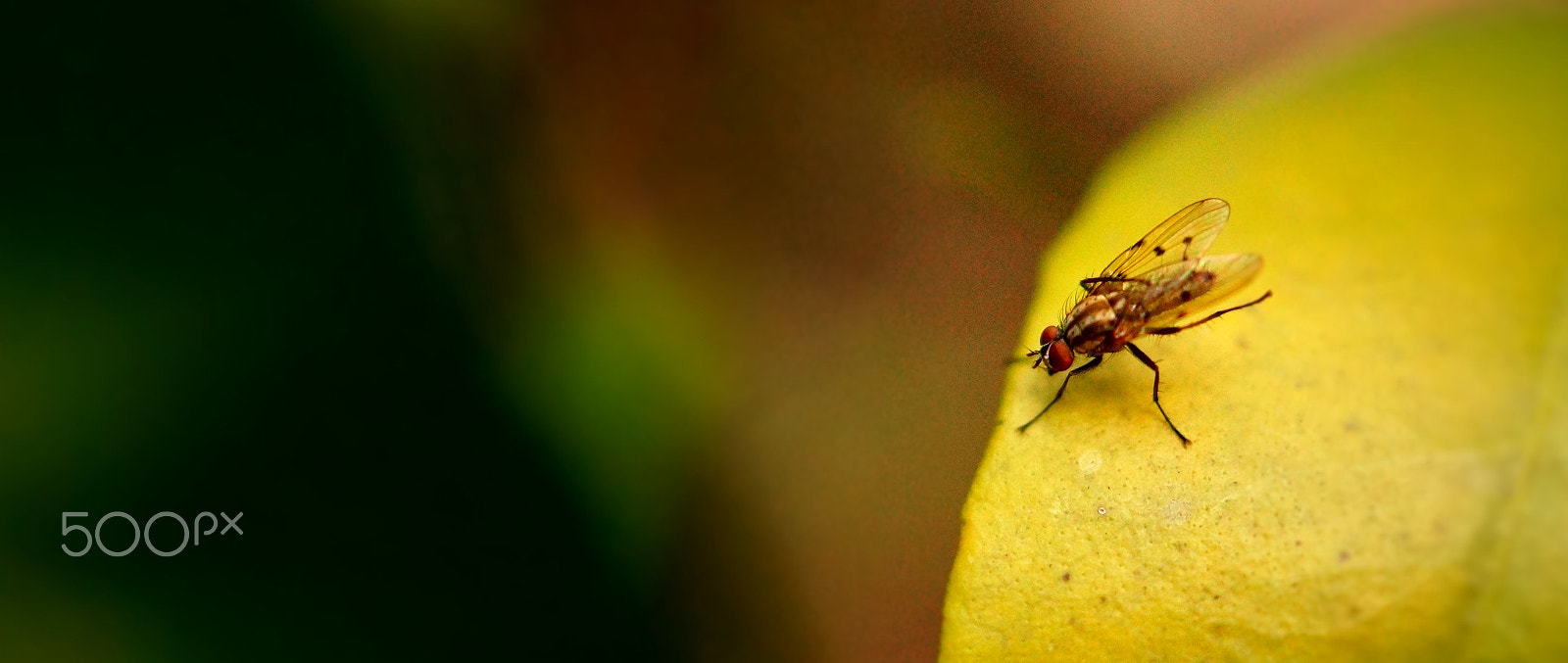 Sony SLT-A58 + Sony DT 30mm F2.8 Macro SAM sample photo. Fly photography
