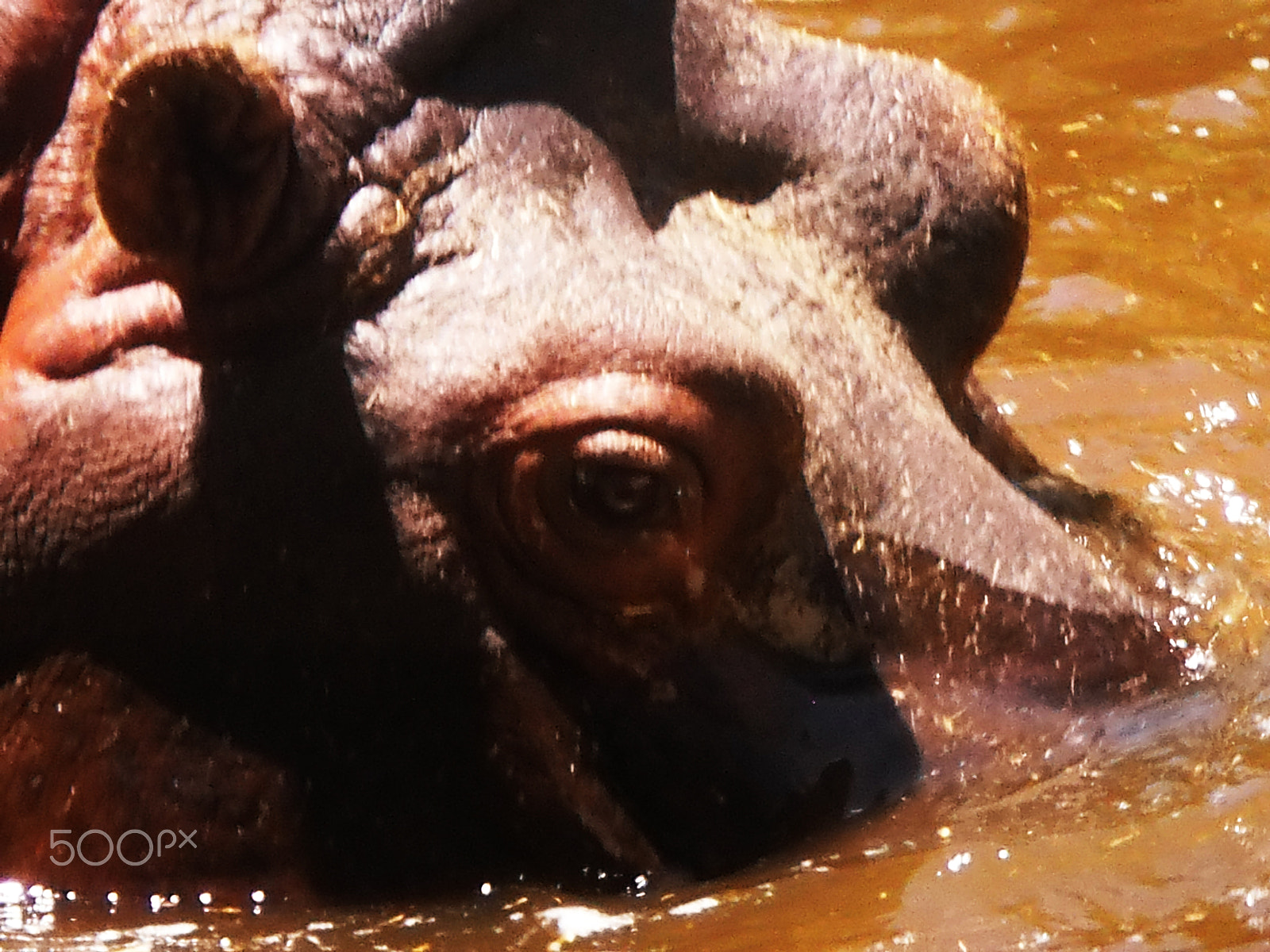 Olympus T105,T100,X36 sample photo. Hippo photography