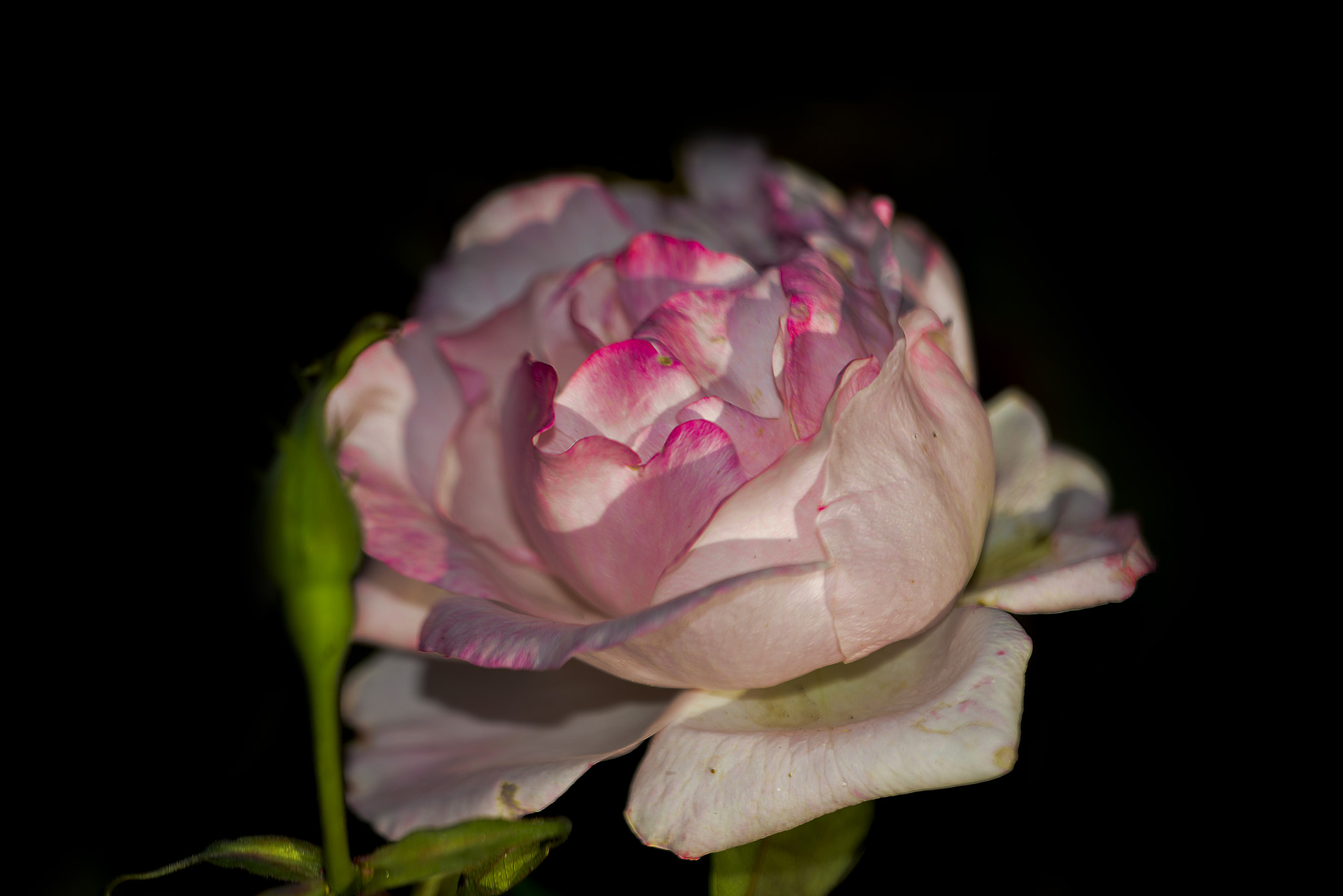 Sigma 150mm F2.8 EX DG Macro HSM sample photo