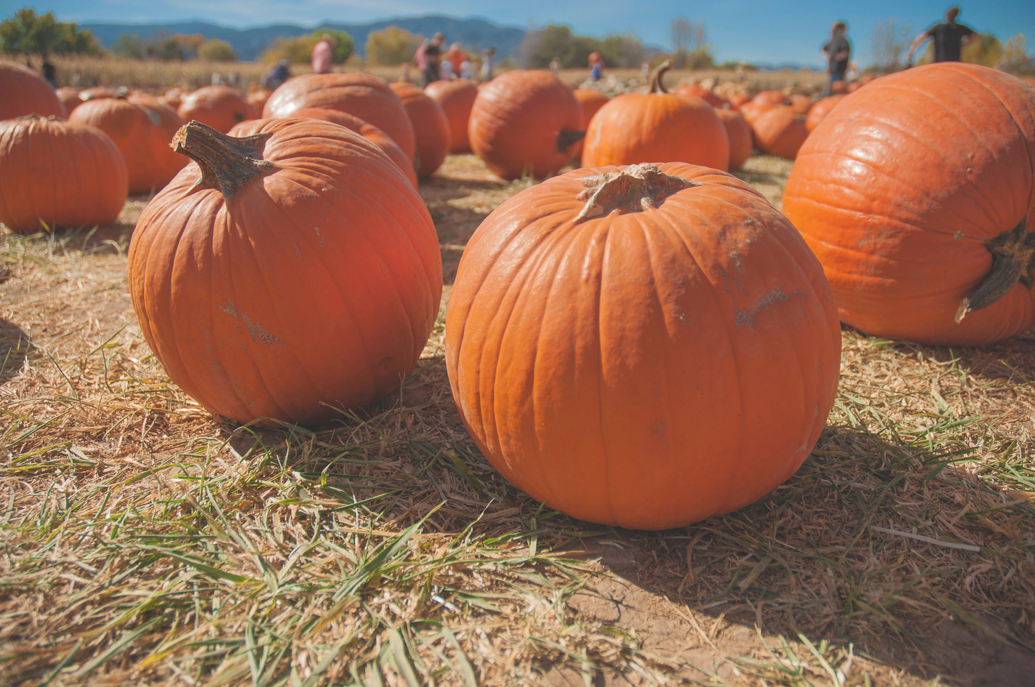 Nikon D5000 sample photo. Pick a pumpkin photography