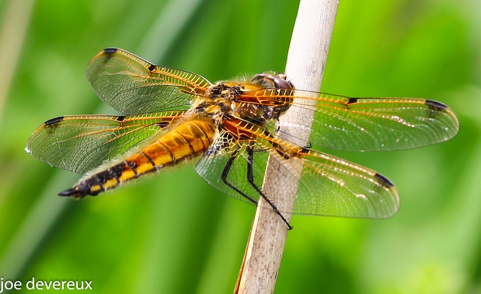 Sigma 105mm F2.8 EX DG OS HSM sample photo. 4 spotted chasser  photography