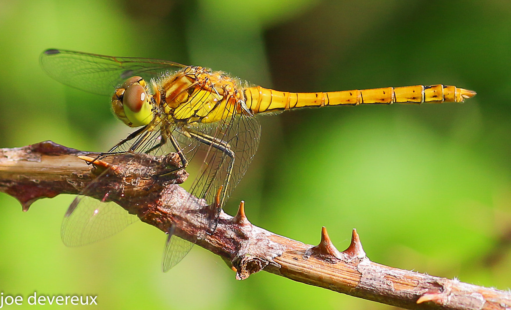 Sigma 105mm F2.8 EX DG OS HSM sample photo. Common darter  photography
