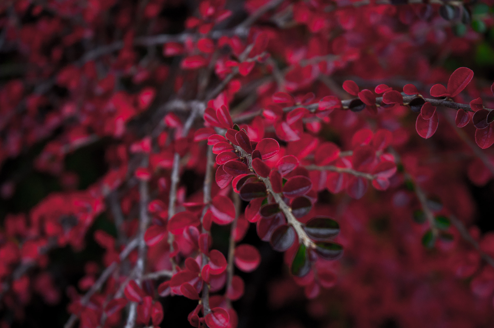 Nikon D5000 sample photo