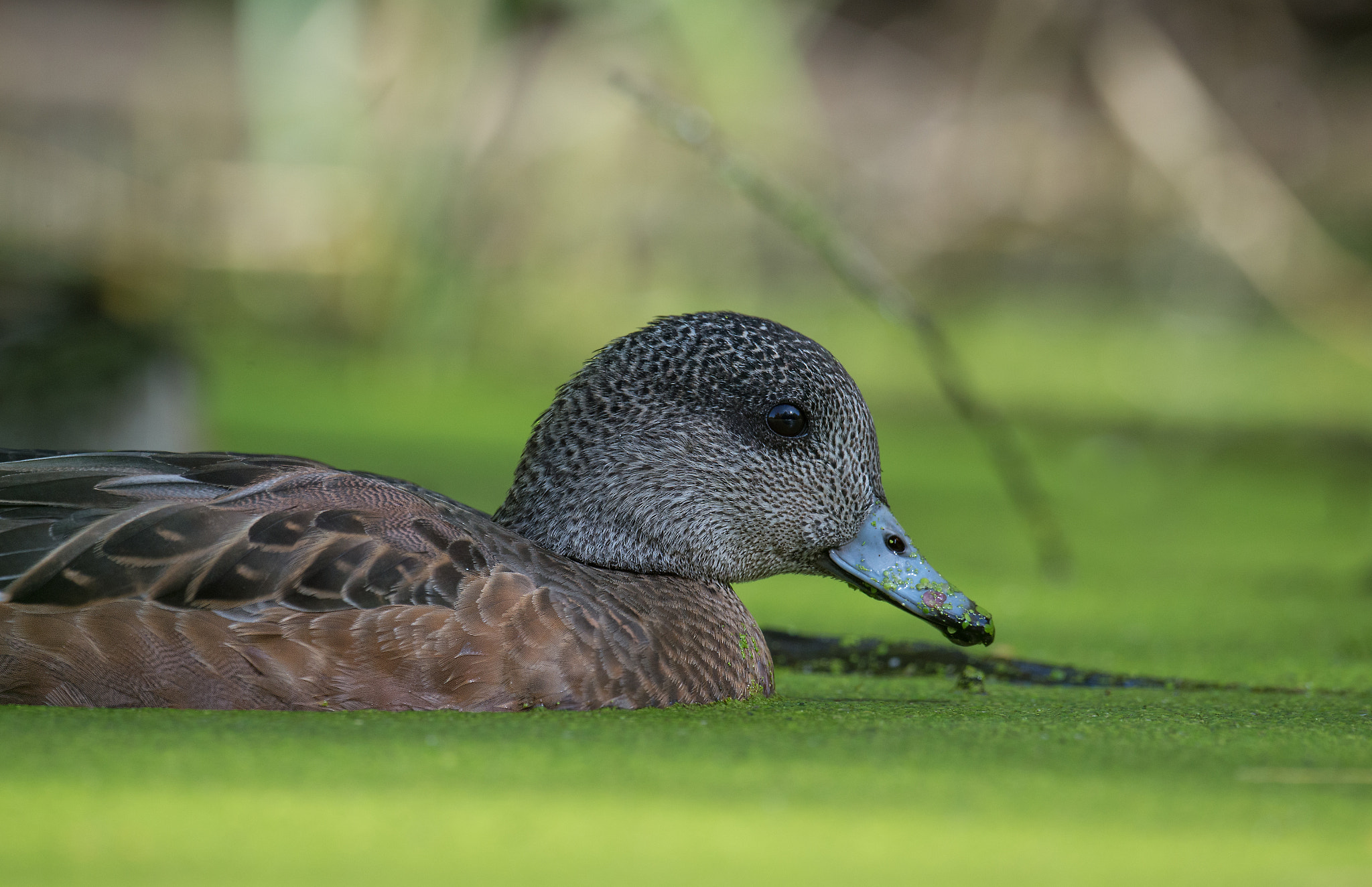 Nikon AF-S Nikkor 800mm F5.6E FL ED VR sample photo. Canard d'amerique, anas americana, american wigeon. photography