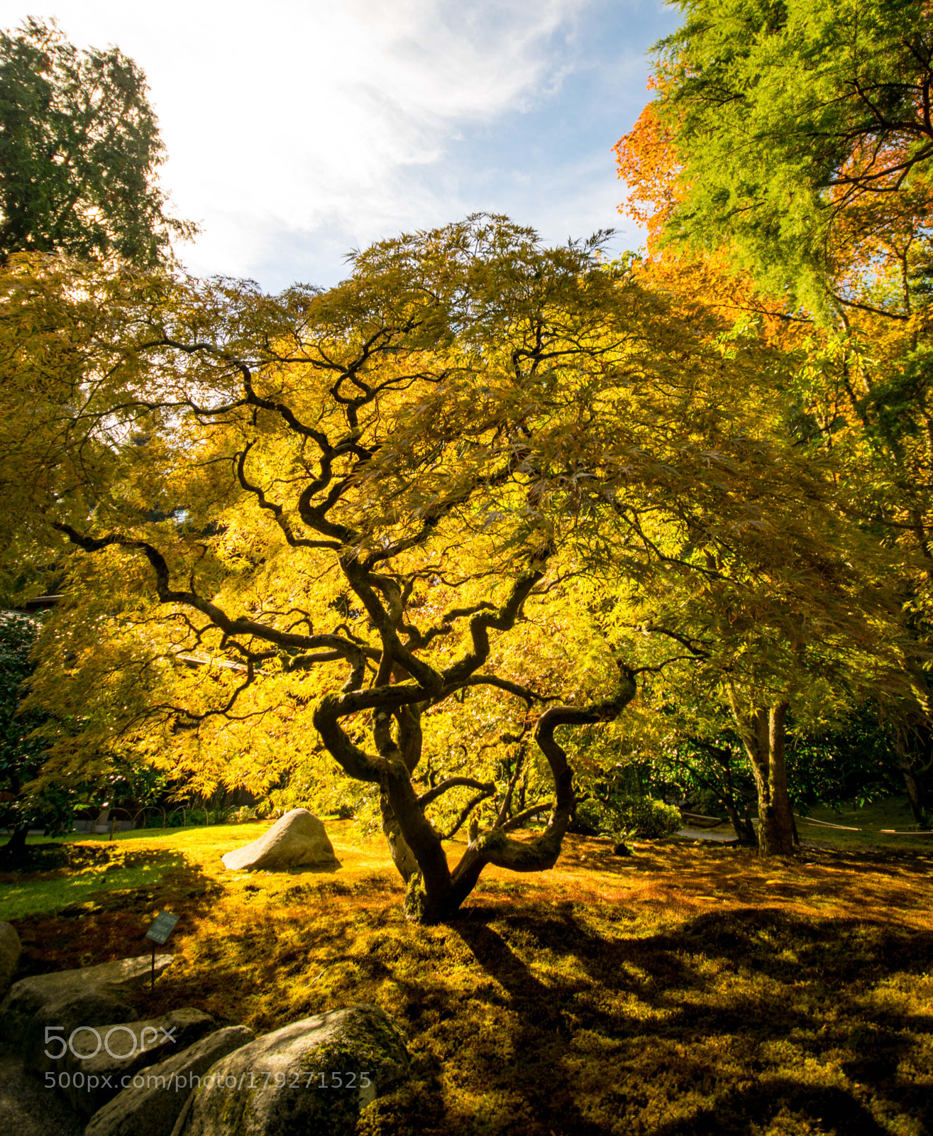 Nikon D5300 sample photo. Gloriouse tree photography