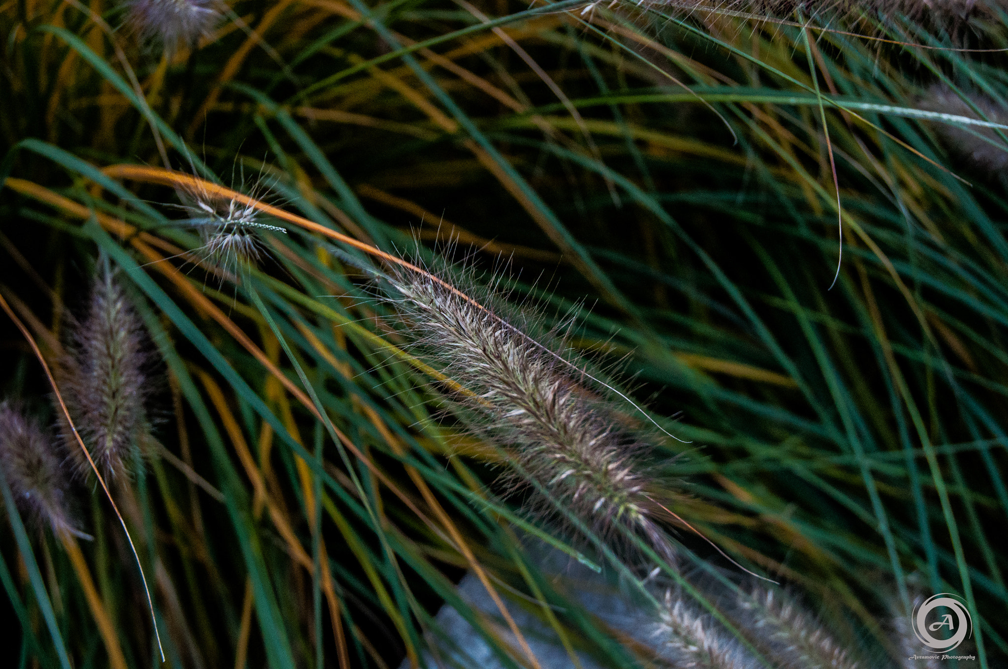 Nikon D5000 sample photo