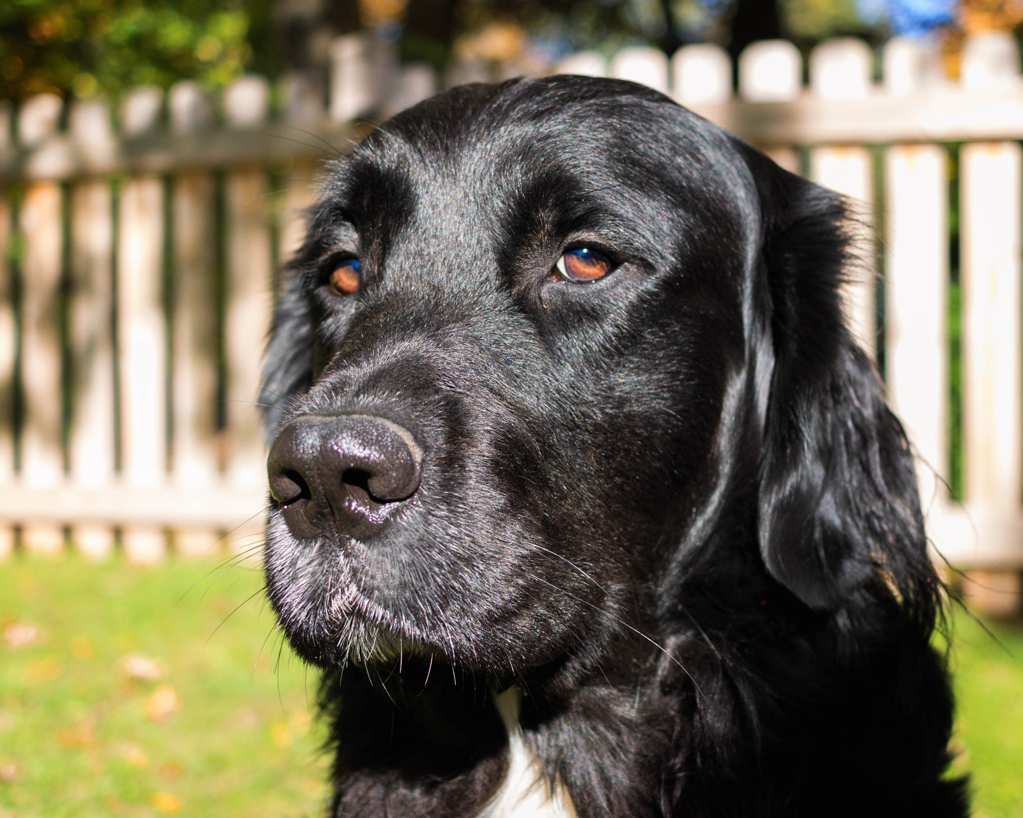Canon EOS 760D (EOS Rebel T6s / EOS 8000D) sample photo. Somber dog photography