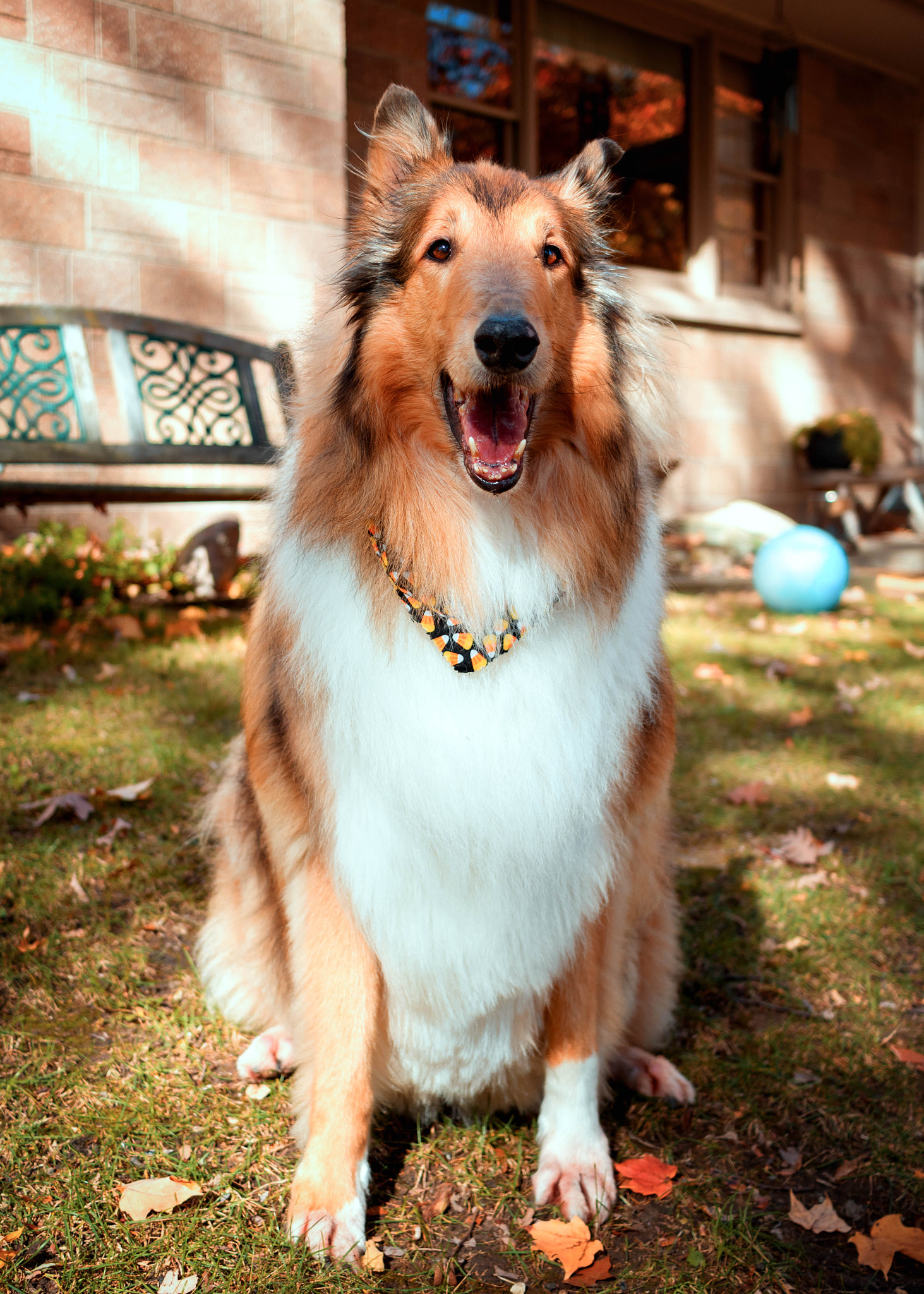 Canon EOS 760D (EOS Rebel T6s / EOS 8000D) sample photo. Festive dog photography
