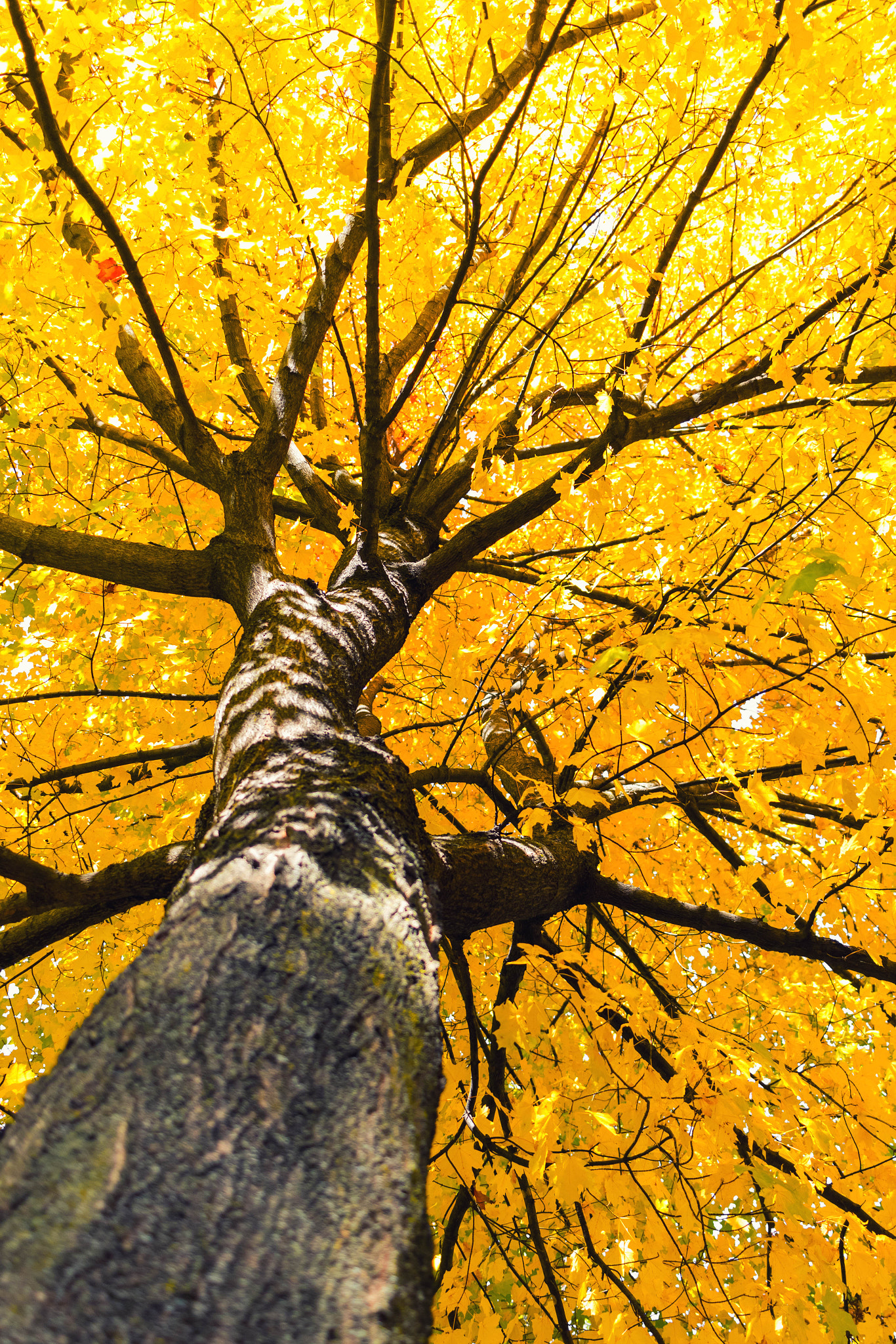 Canon EOS 760D (EOS Rebel T6s / EOS 8000D) sample photo. Fall colors photography