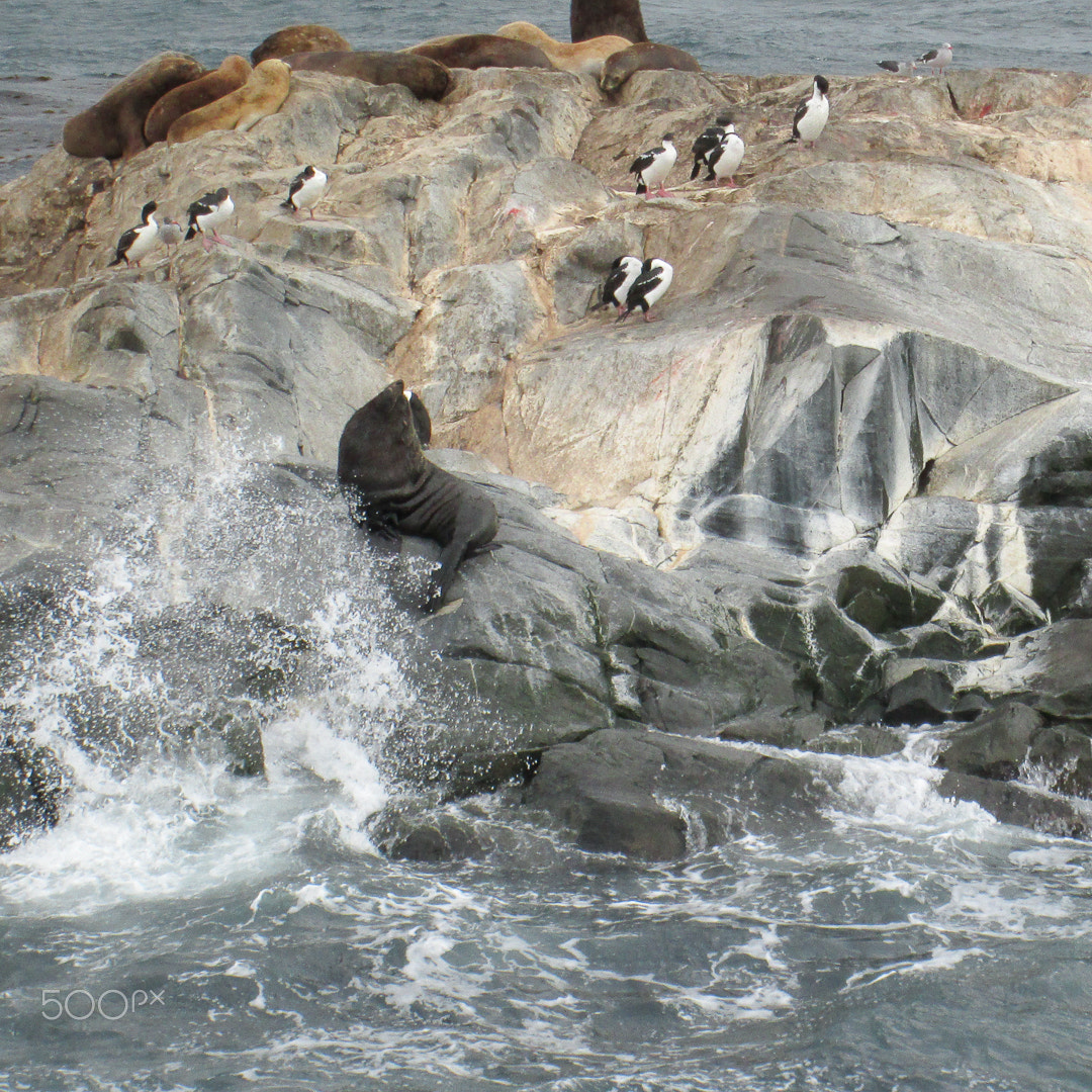 Canon PowerShot A3500 IS sample photo. Ushuaia boat trip pinguin photography