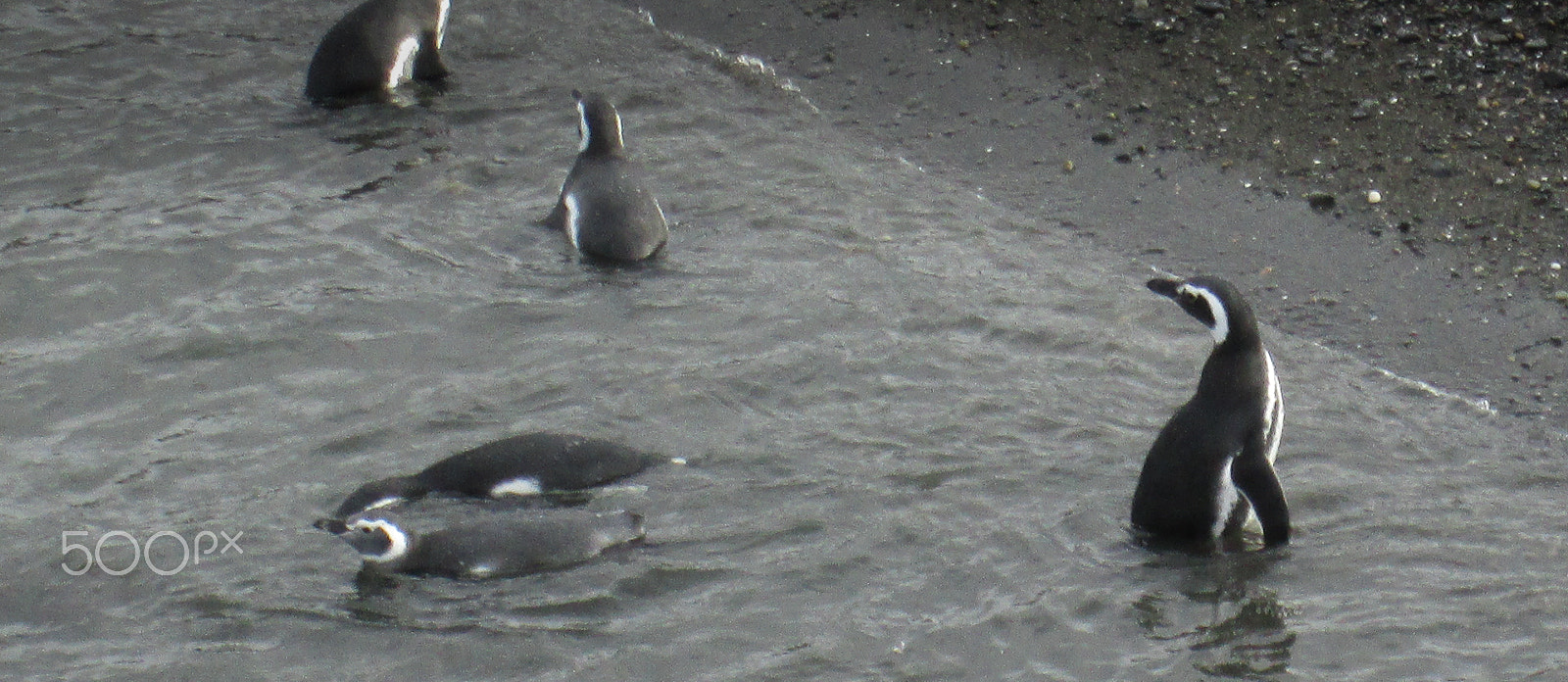 Canon PowerShot A3500 IS sample photo. Ushuaia boat trip pinguin photography