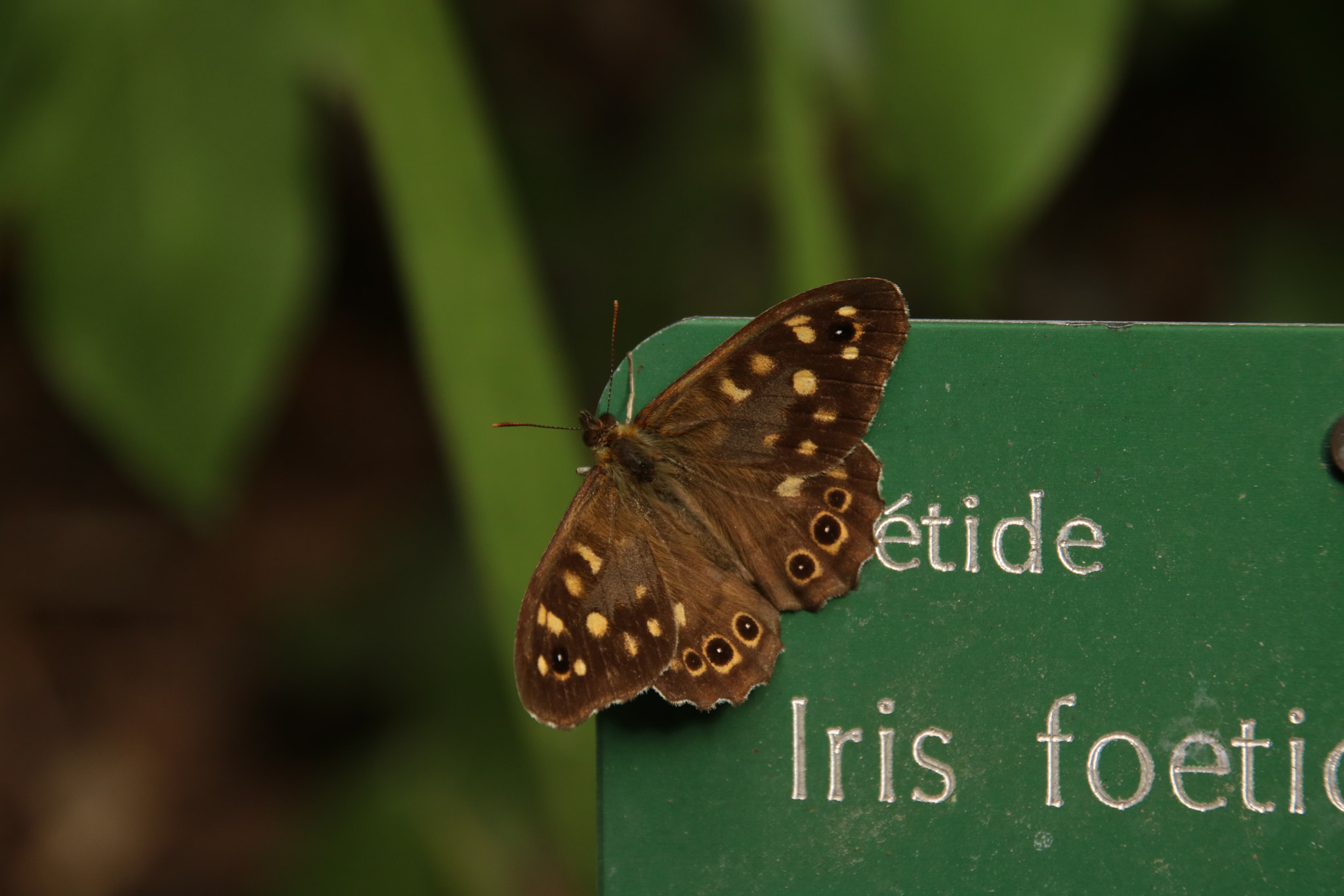 Canon EOS 760D (EOS Rebel T6s / EOS 8000D) sample photo. Butterfly in paris photography