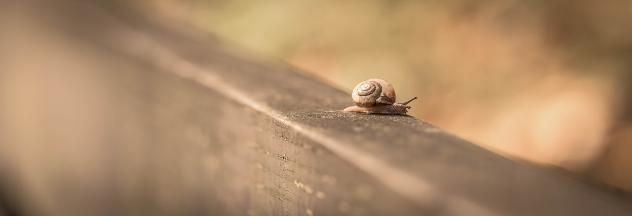 Sigma 105mm F2.8 EX DG OS HSM sample photo. Snail photography