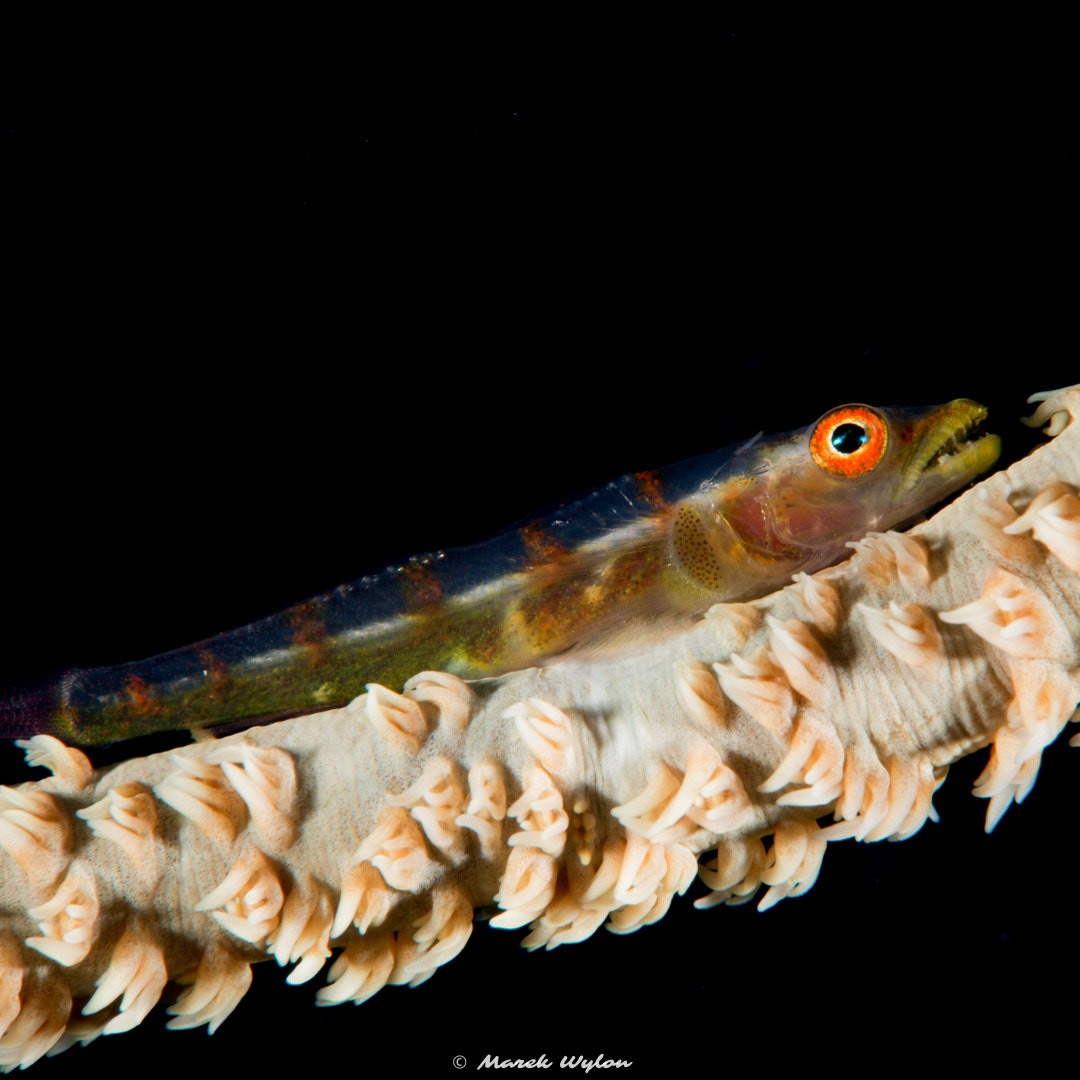 Nikon AF-S Micro-Nikkor 60mm F2.8G ED sample photo. Ghostgoby | fiji | 2014.11.04 photography