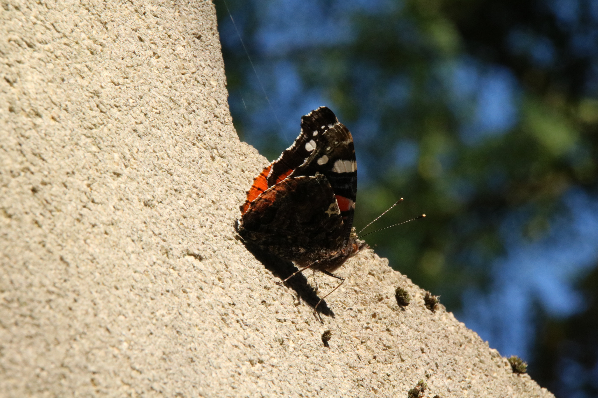 Canon EOS 760D (EOS Rebel T6s / EOS 8000D) sample photo. Butterfly on the grave photography