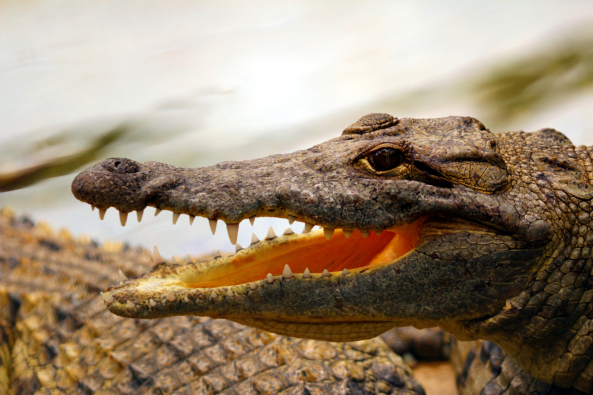 Canon EF 100-400mm F4.5-5.6L IS USM sample photo. Crocodile at hamat gader photography